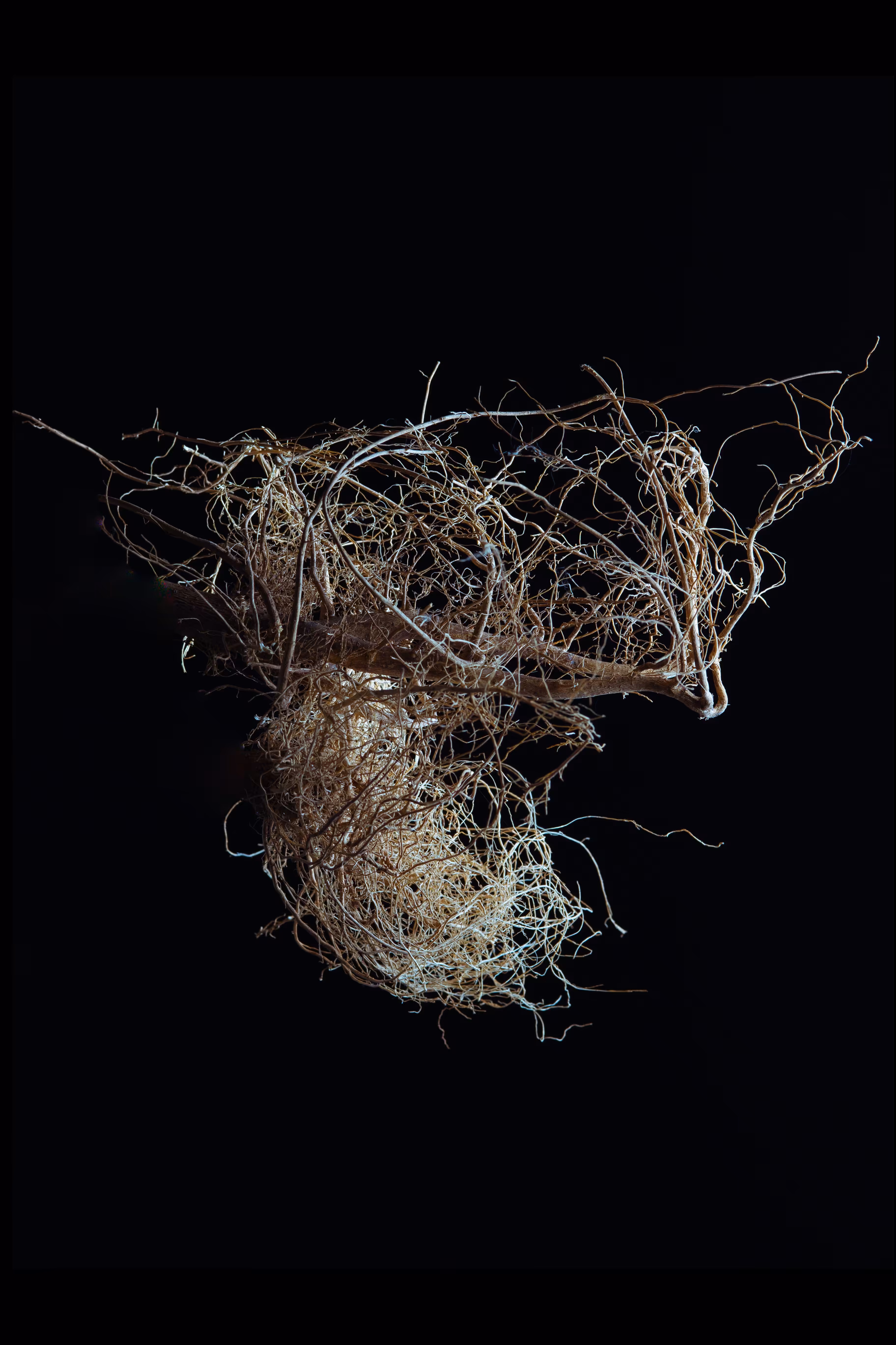 rhizome #10