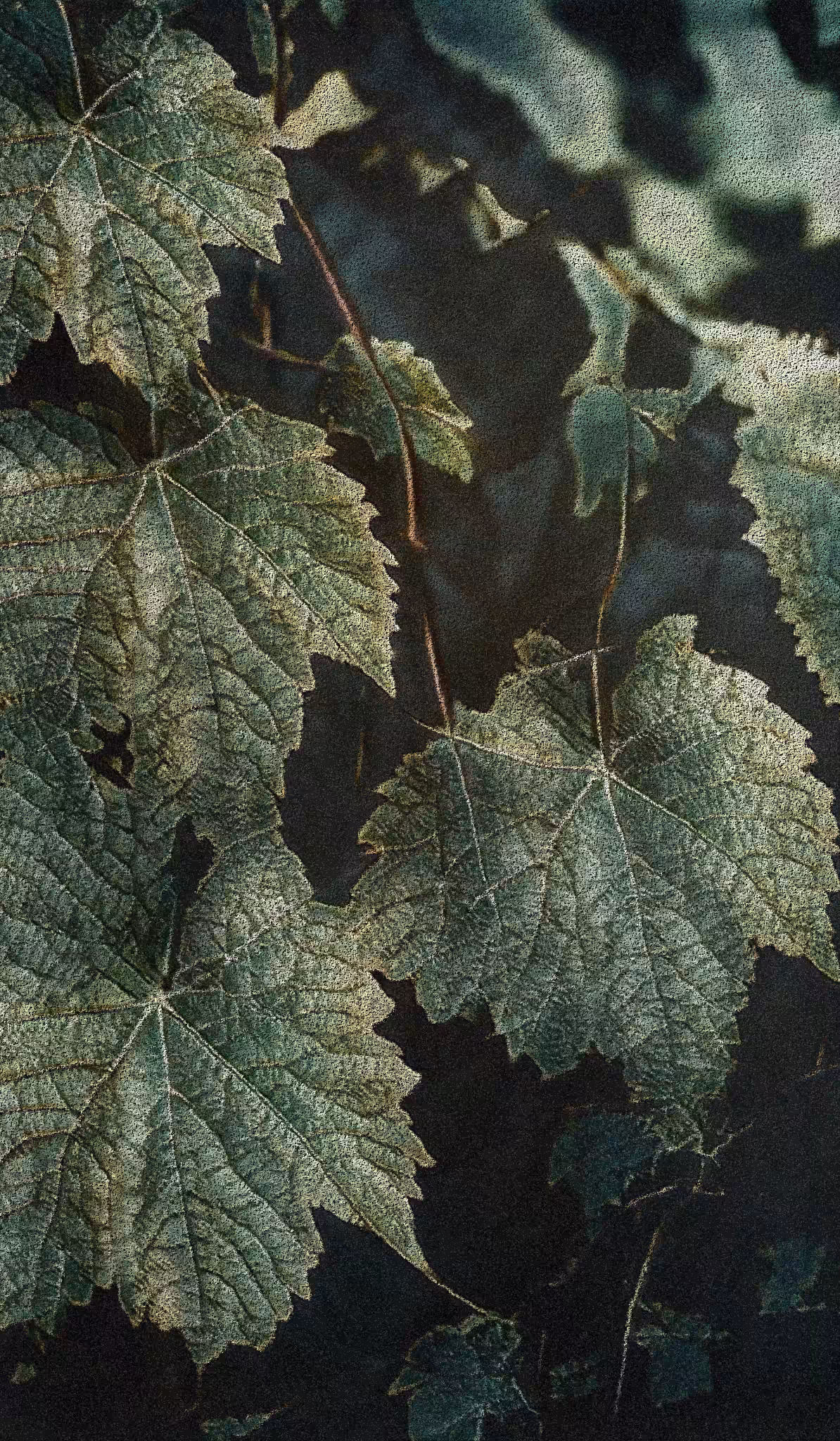 APPARATUS-VITIS: Apparatus Vitis #65