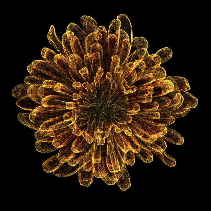 Chrysanthemum Morifolium 30 #139