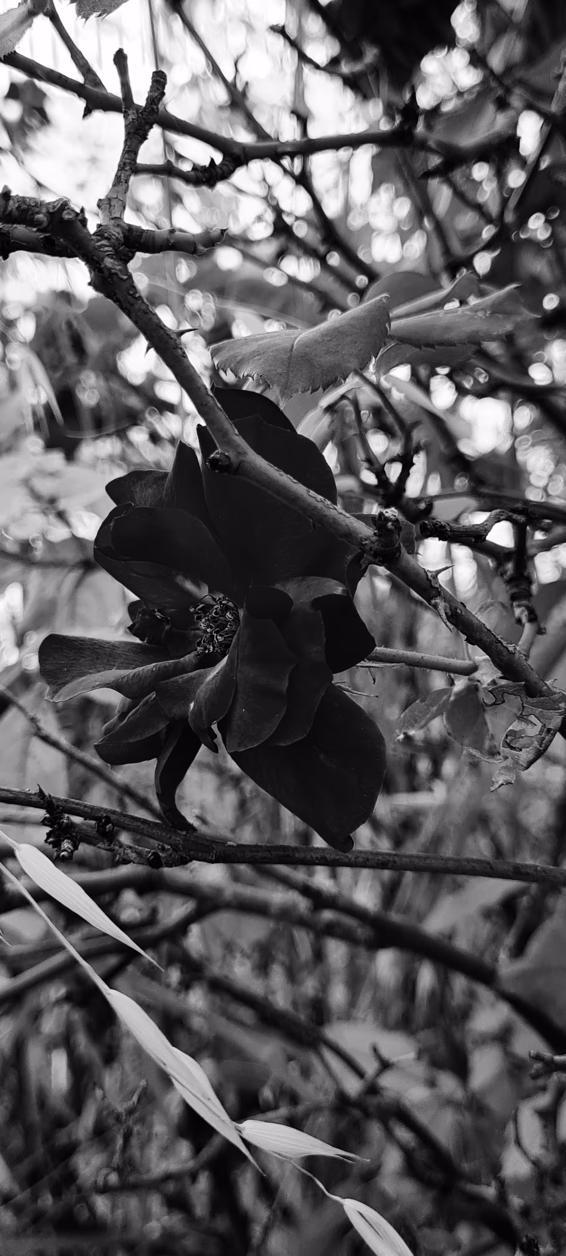 Black rose 