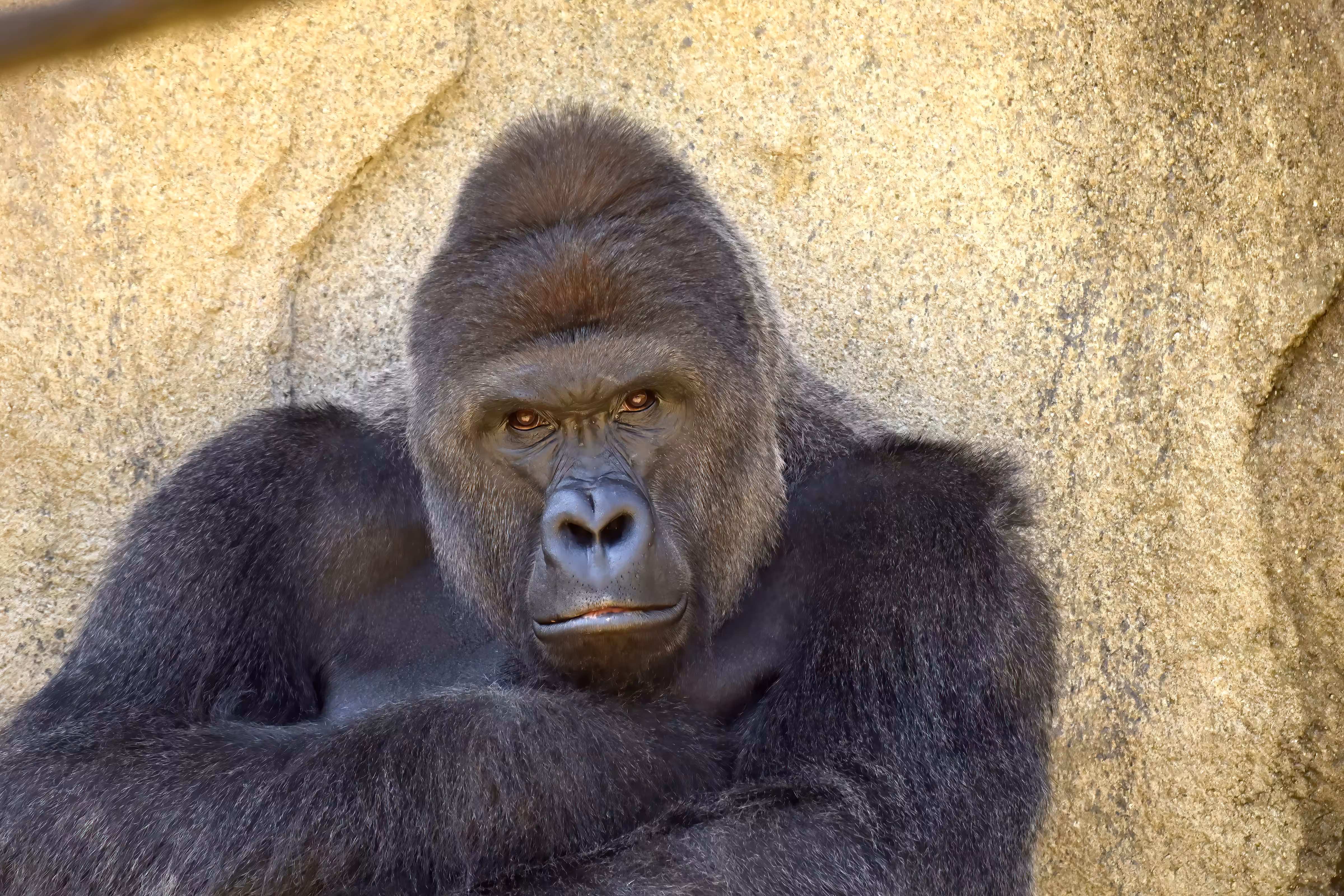 LEGENDS: HARAMBE: LEGENDS #404