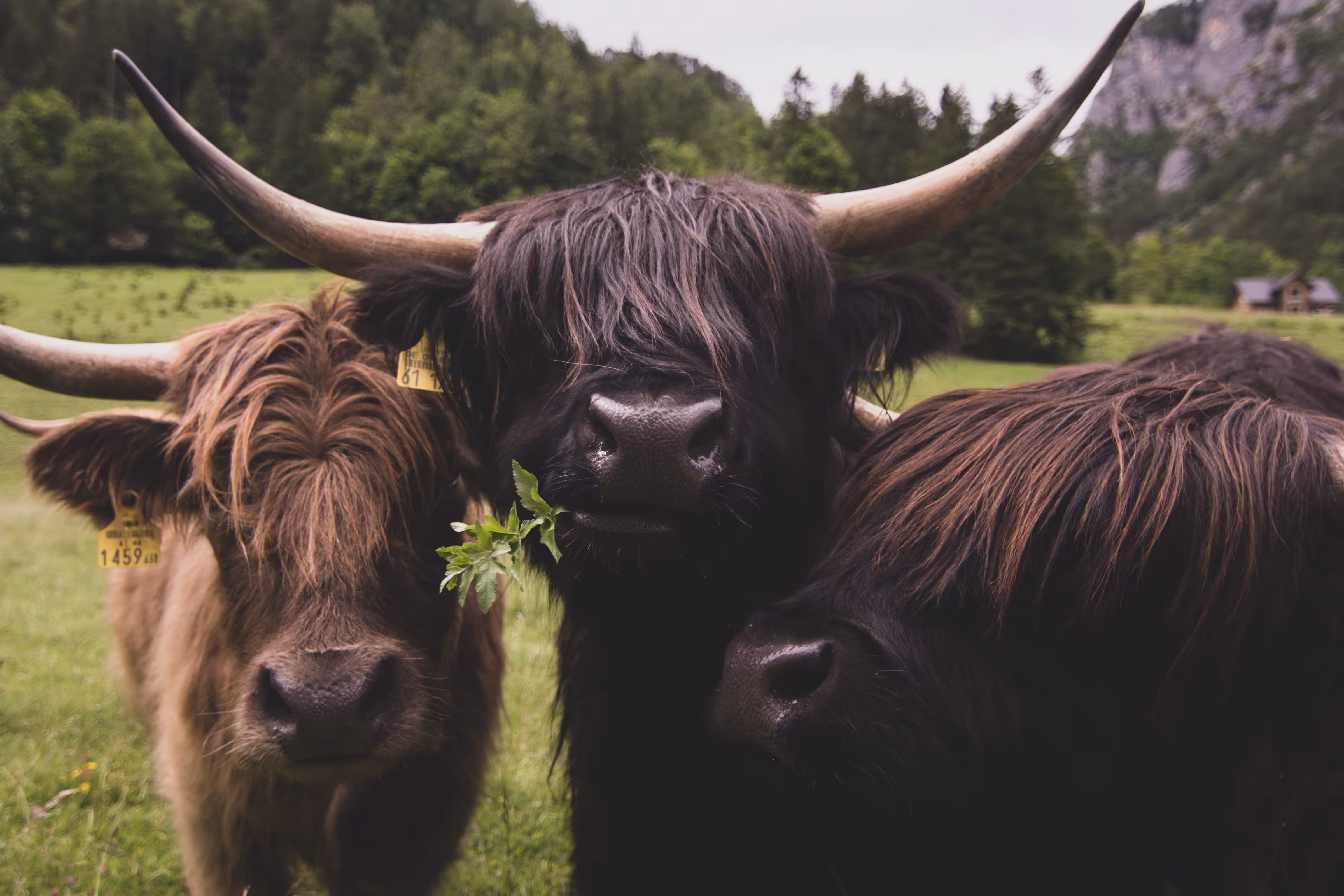 Scottish family X Jure Kralj 