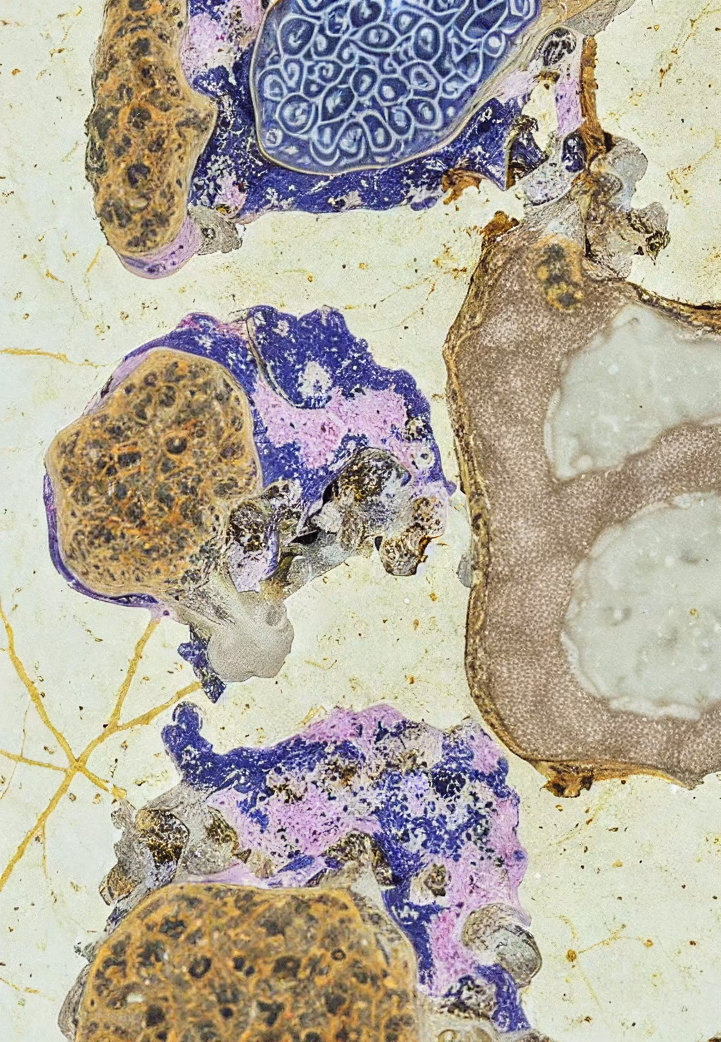 In Vivo, In Vitro, In Silico: Histologia In Silico #89