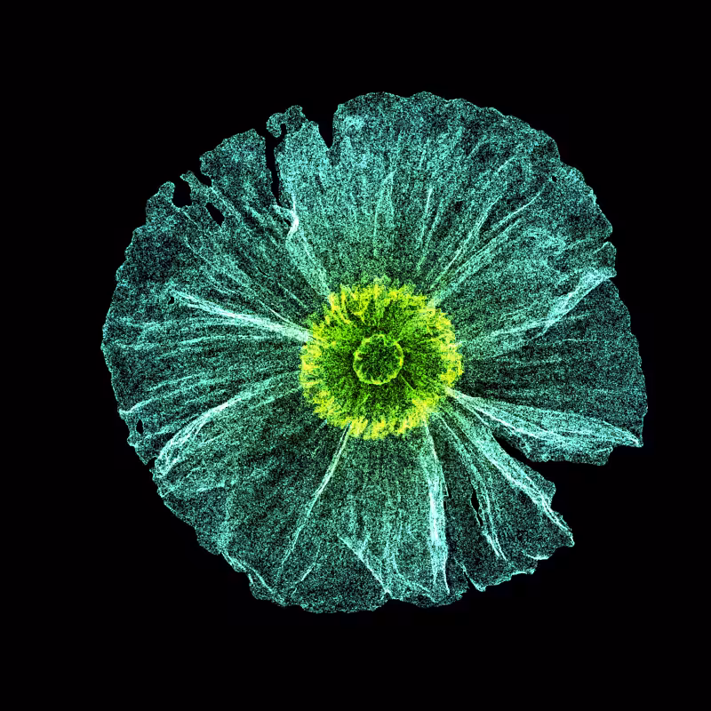 White Poppy 30 #7