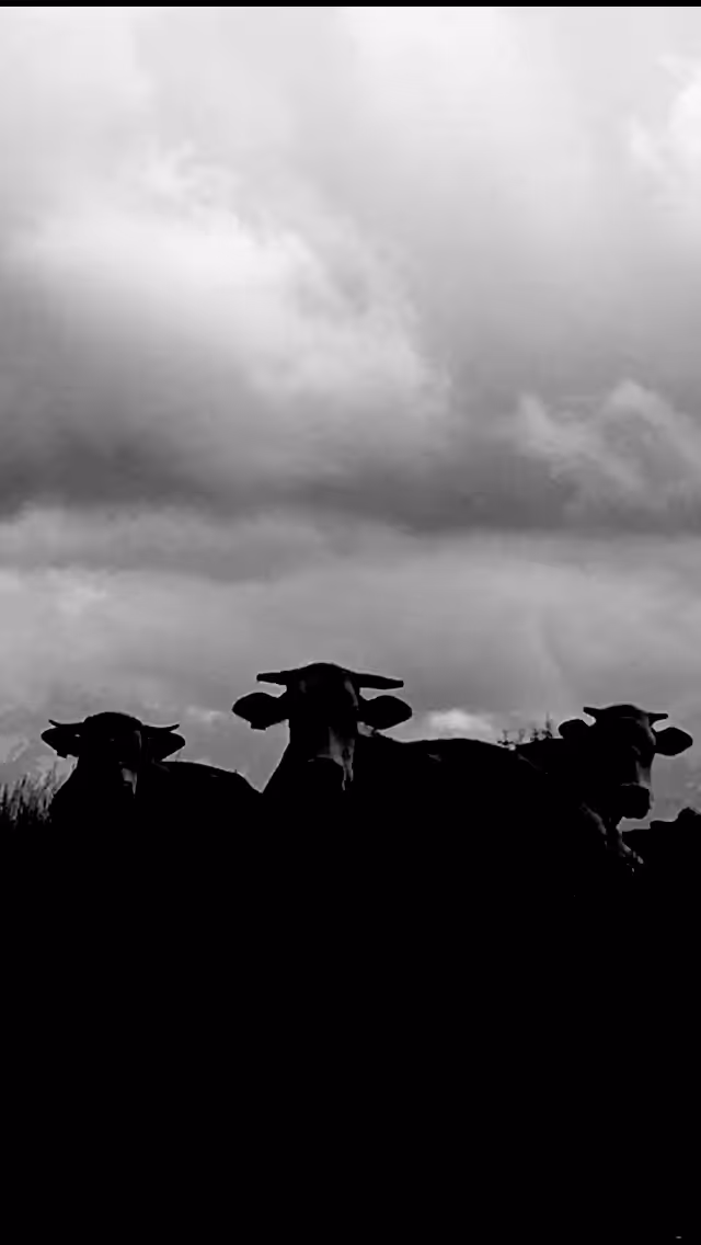 WhiteBlackCow