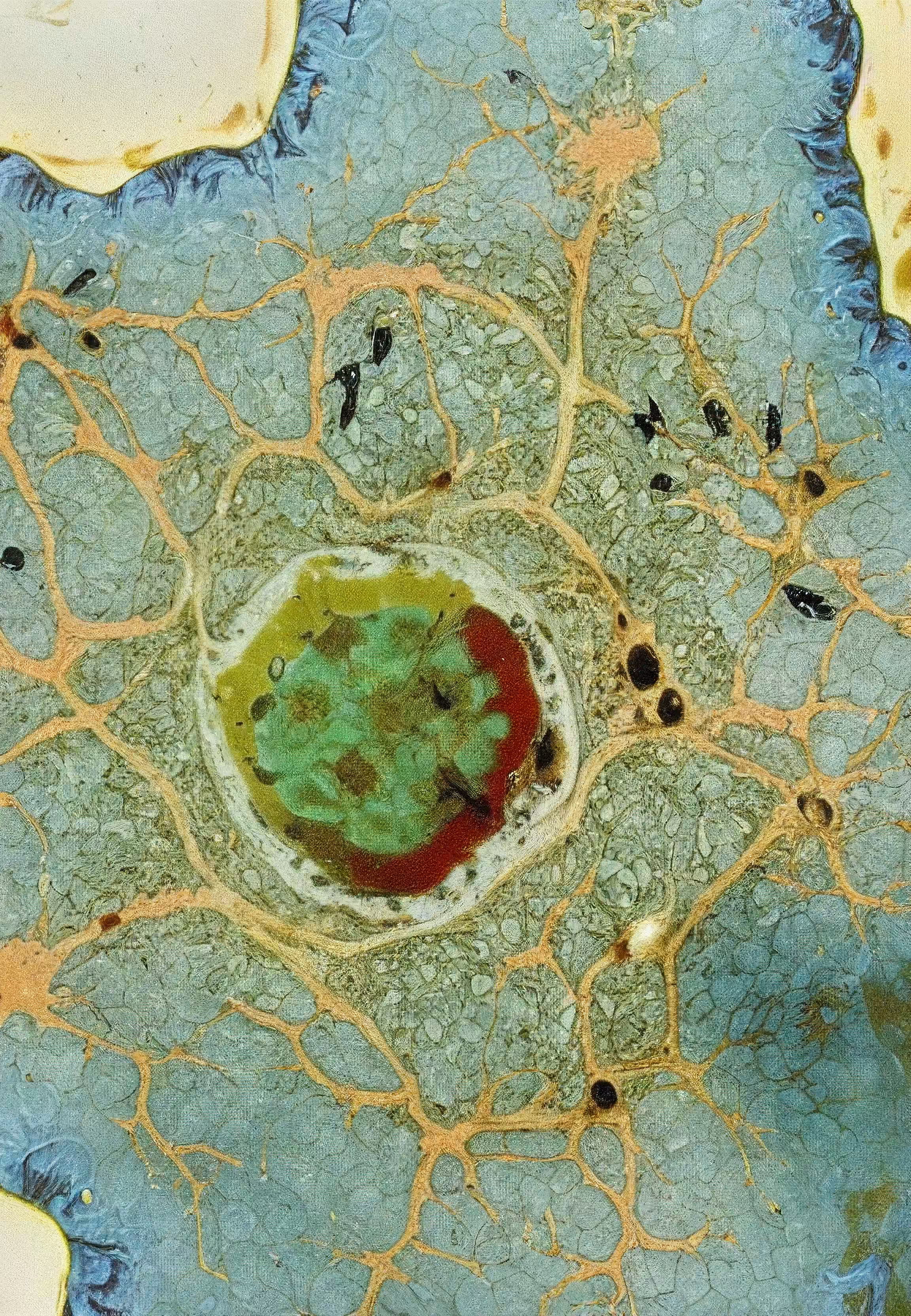 In Vivo, In Vitro, In Silico: Histologia In Silico #211