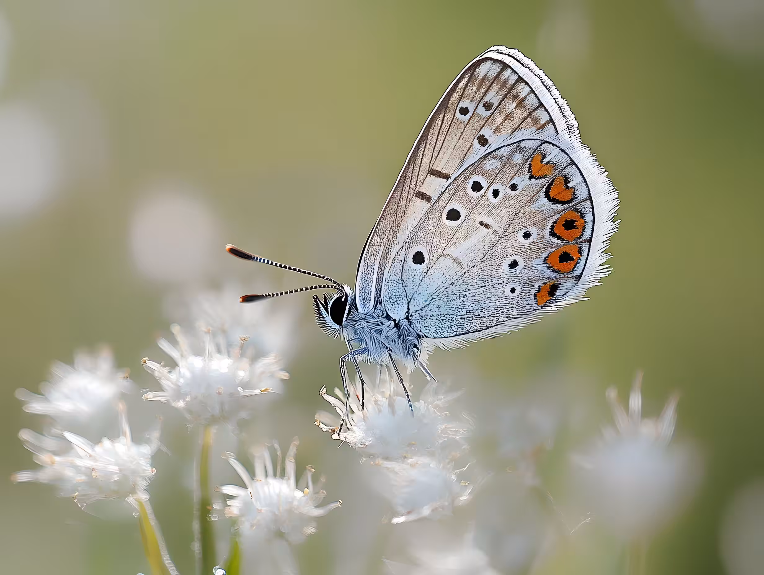 Butterfly (3)