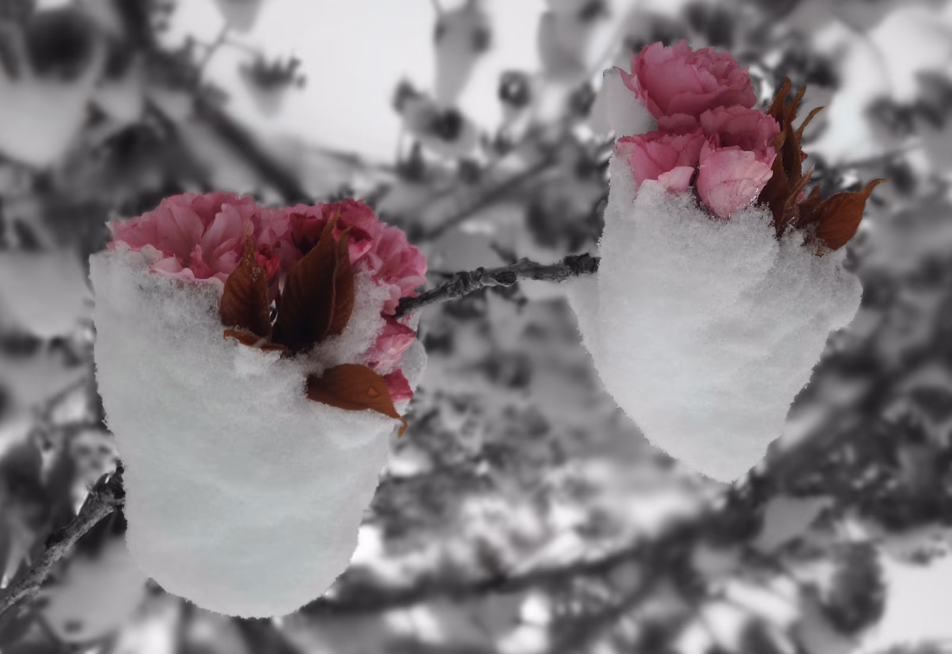 Frozen Bouquets