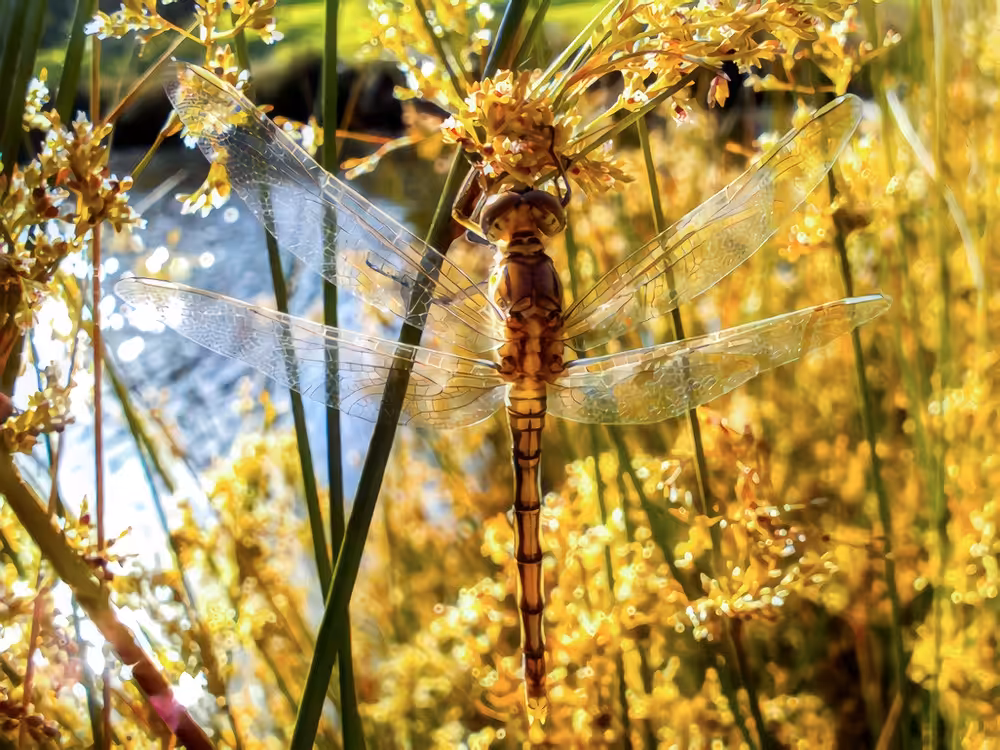 That Touch of Gold: