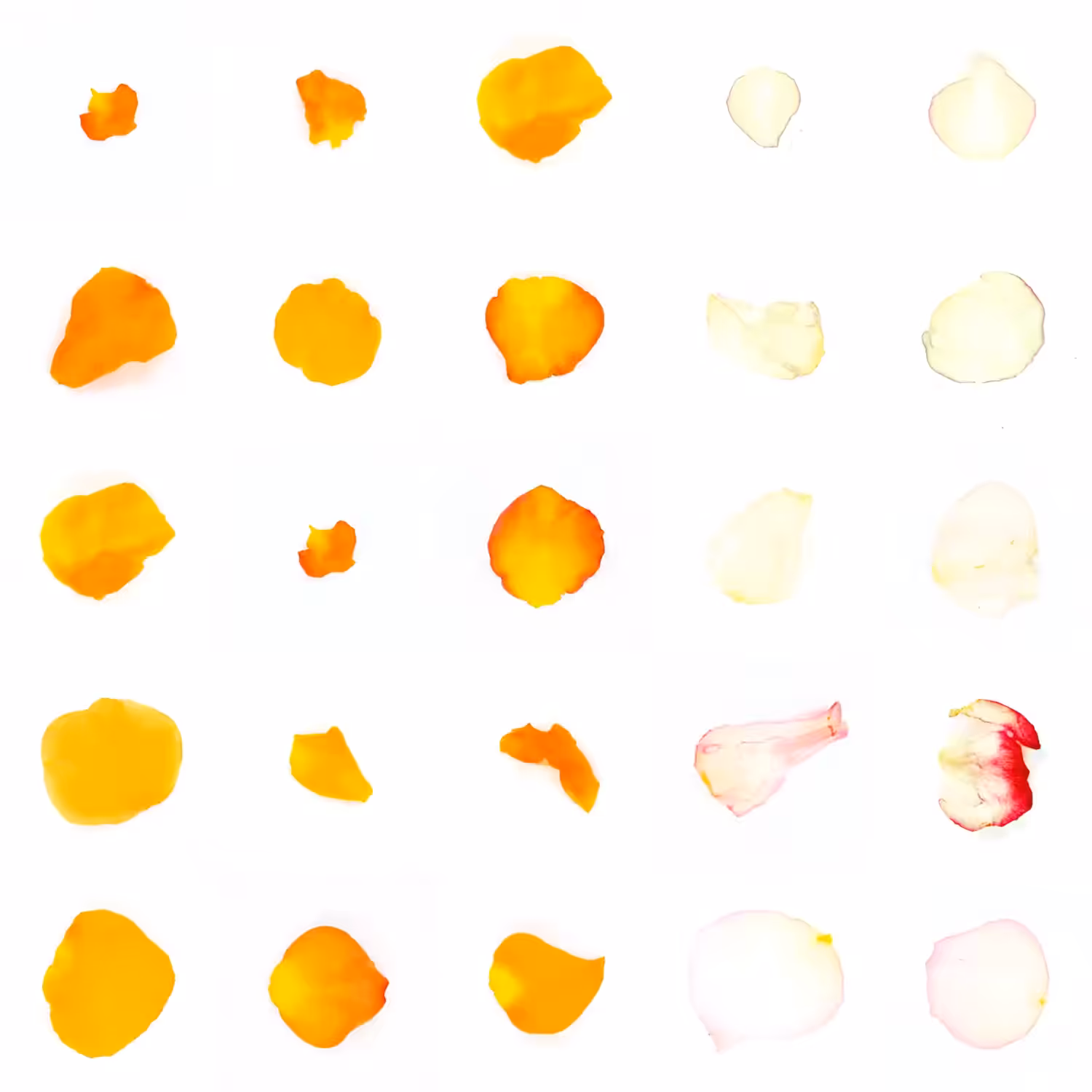 Infinite Petals 5x5#427
