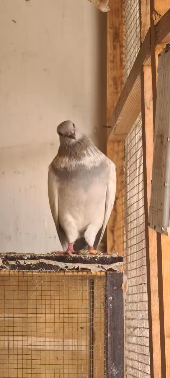 legendary bird