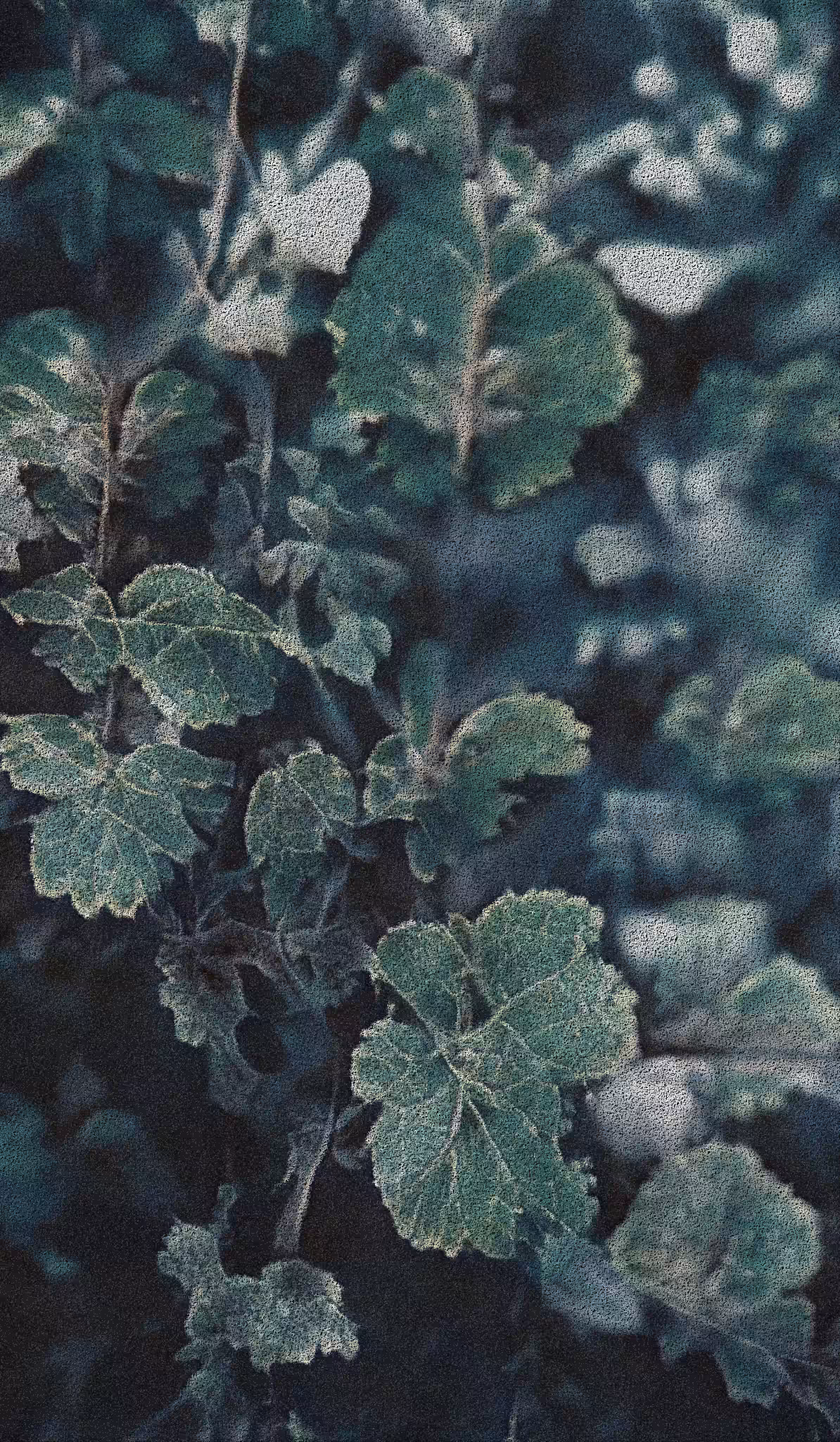 APPARATUS-VITIS: Apparatus Vitis #20