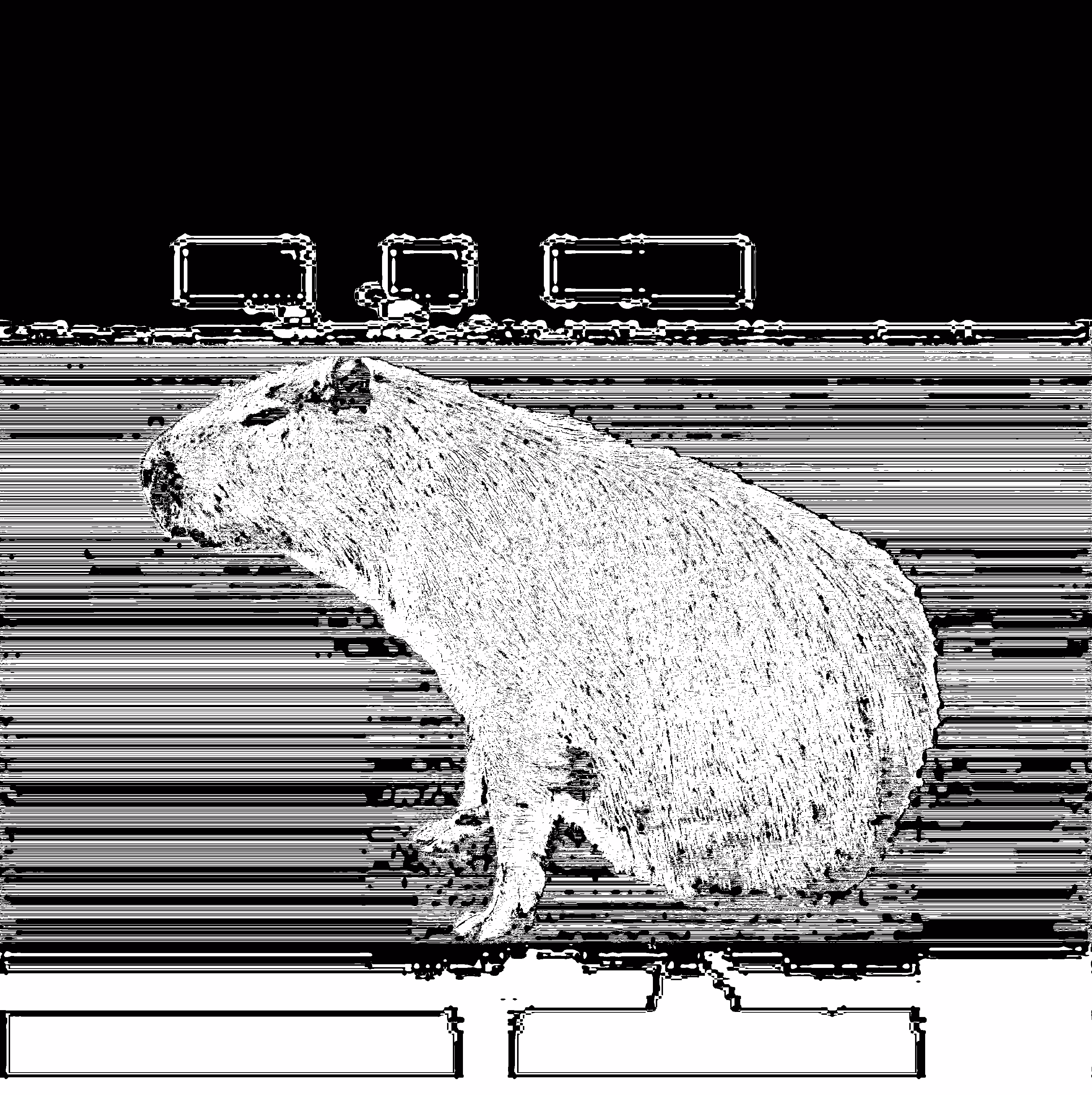 Capybaras of Ipaussu [ Descolada // Desolada (B) ]