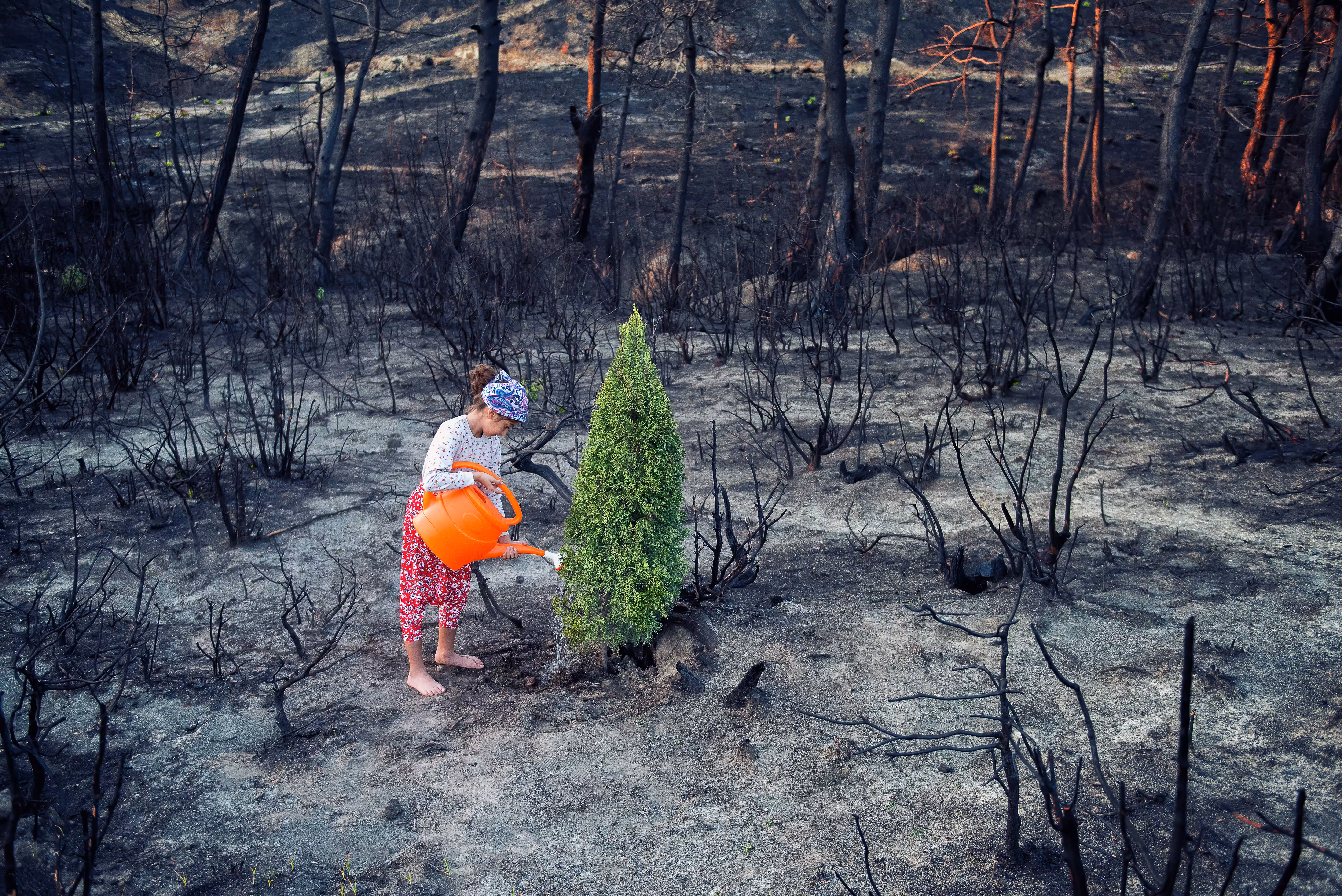 The Tree of Hope