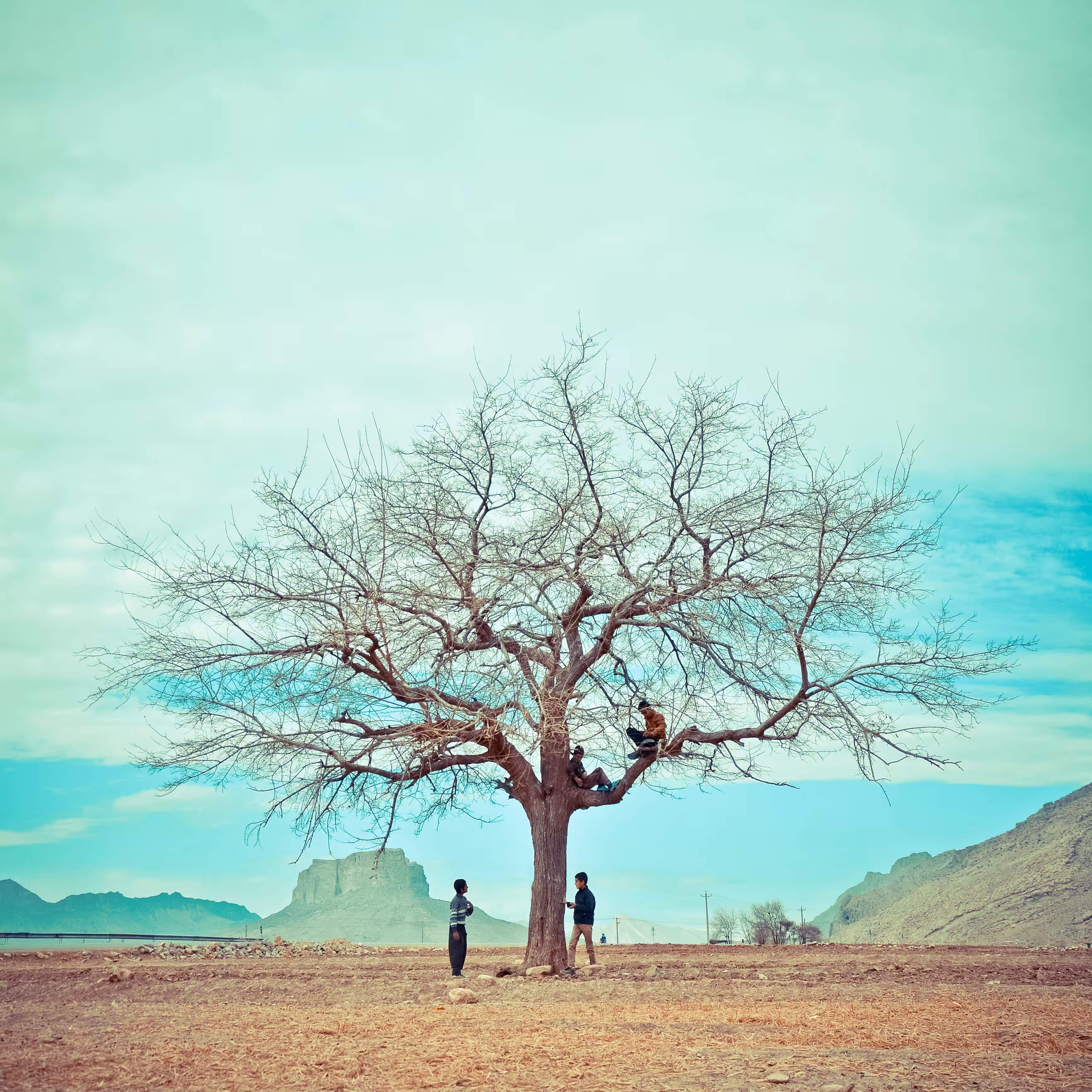 Friendship Tree