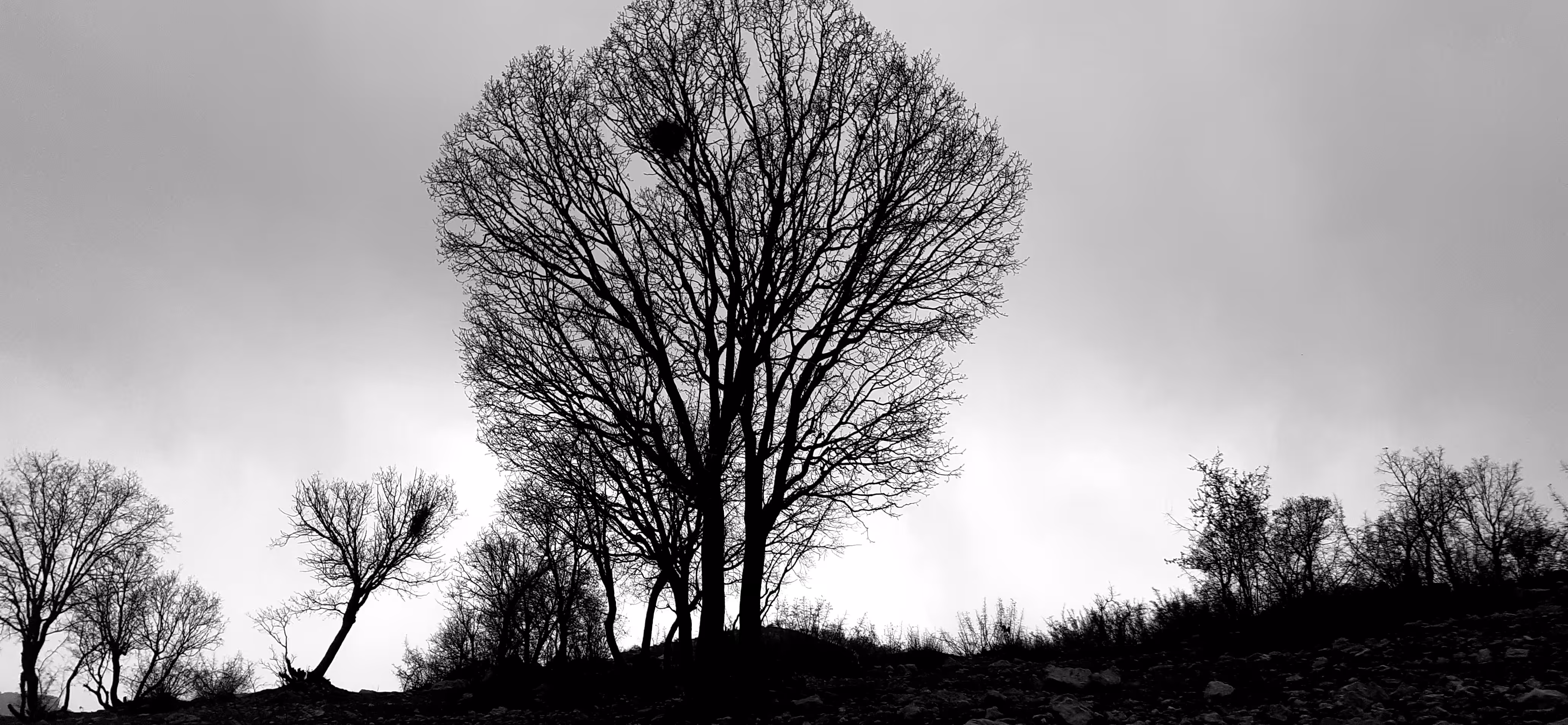 Sleeping trees