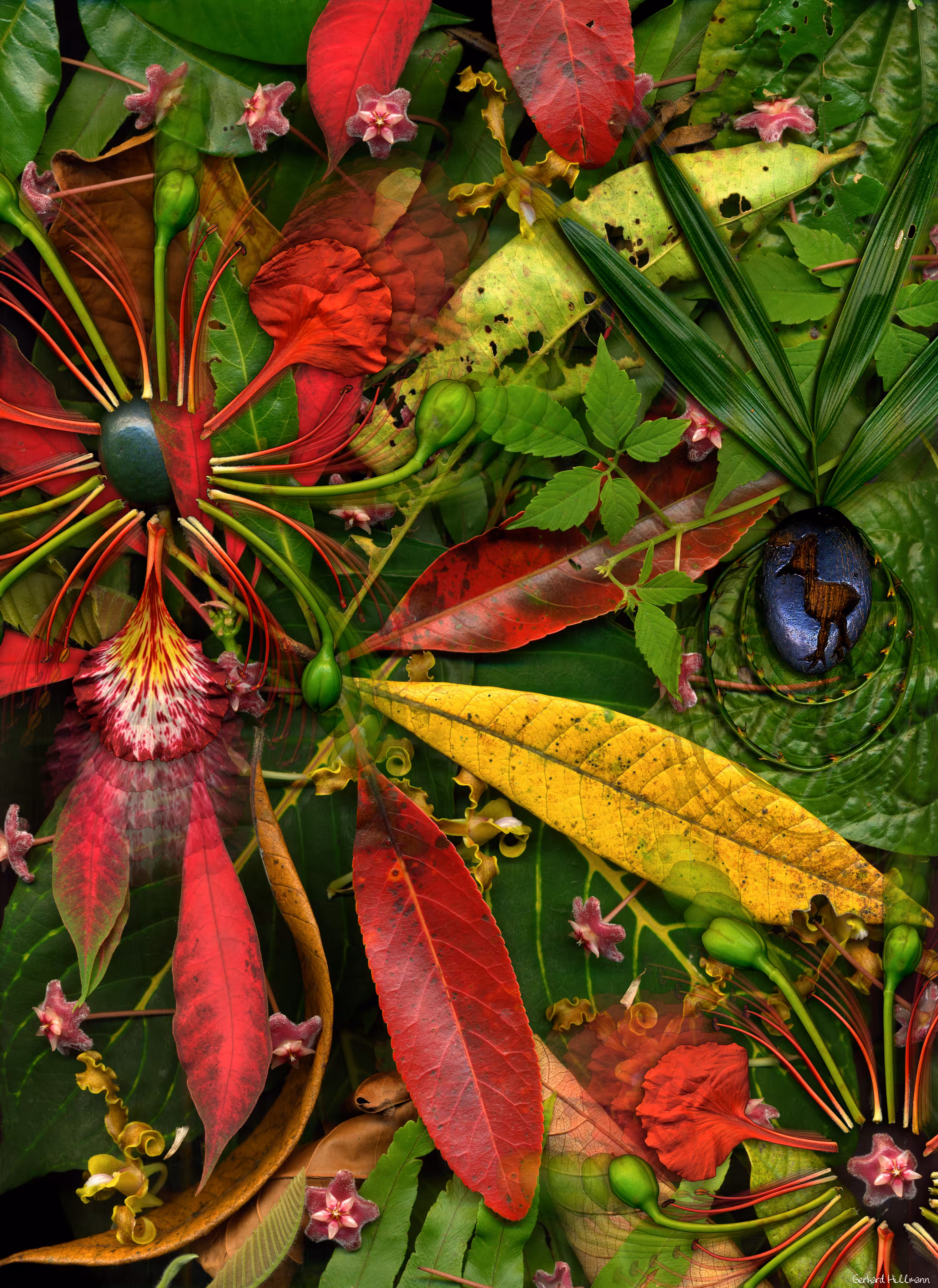 Rainforestation