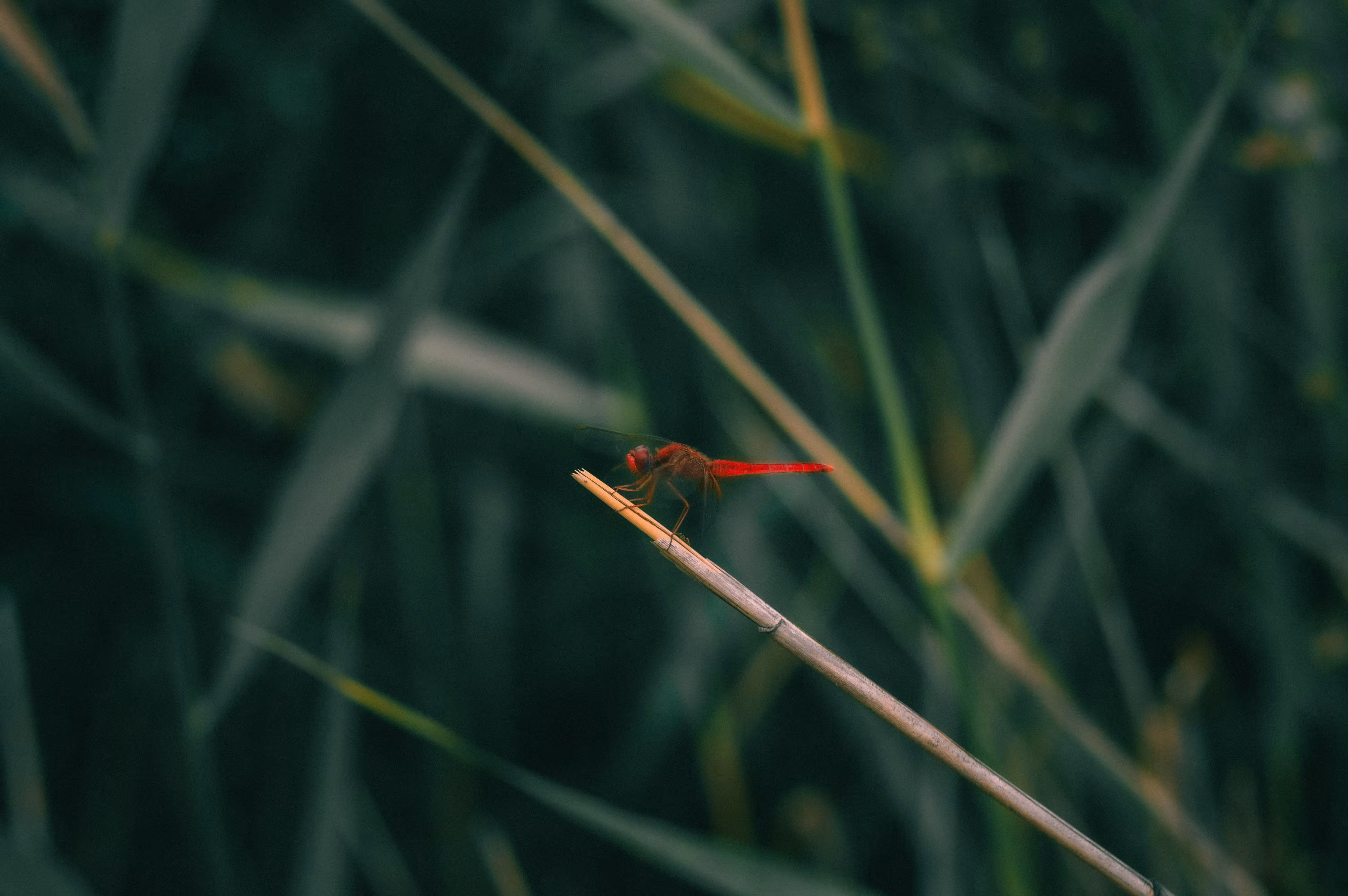 Red maiden
