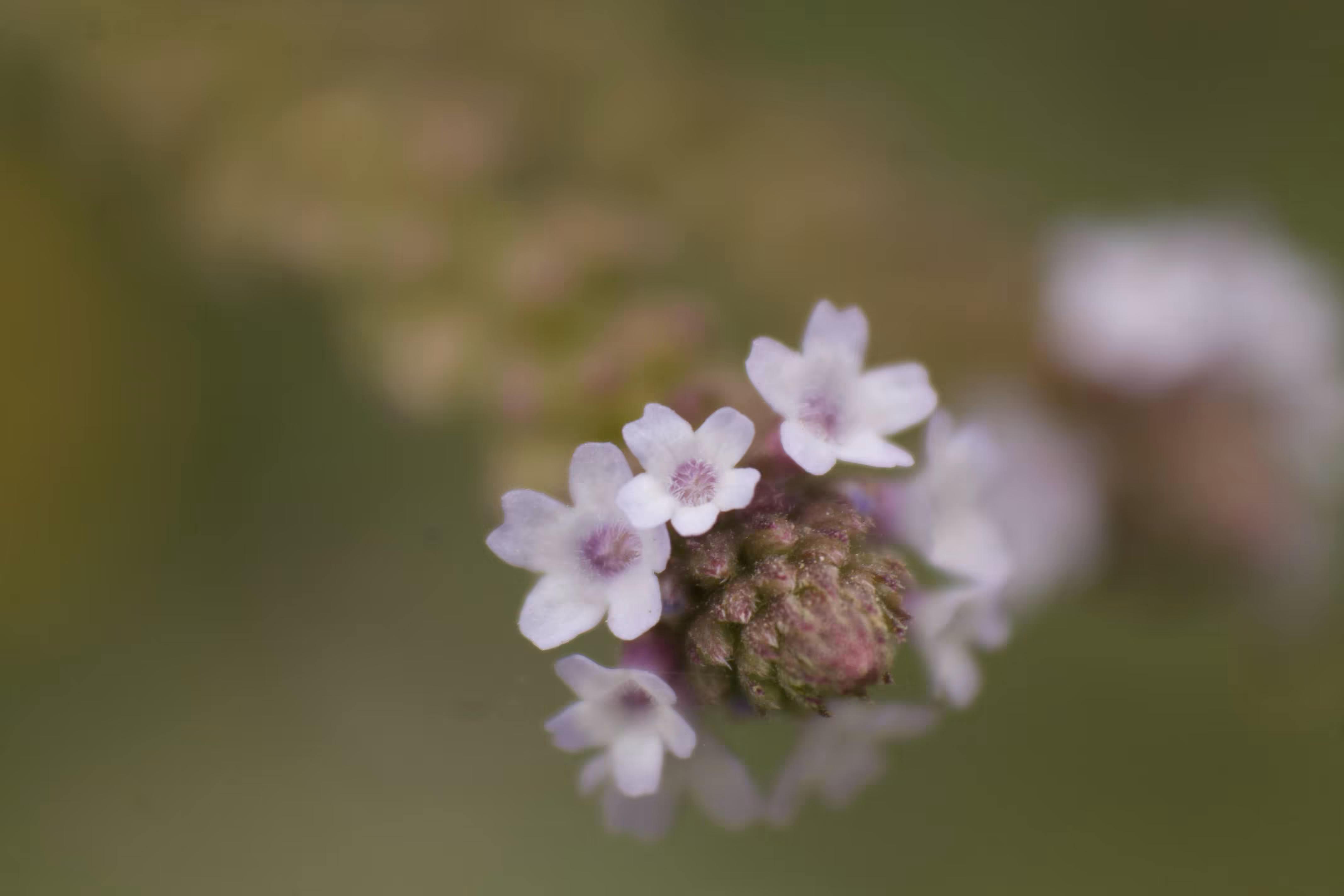 Blossom