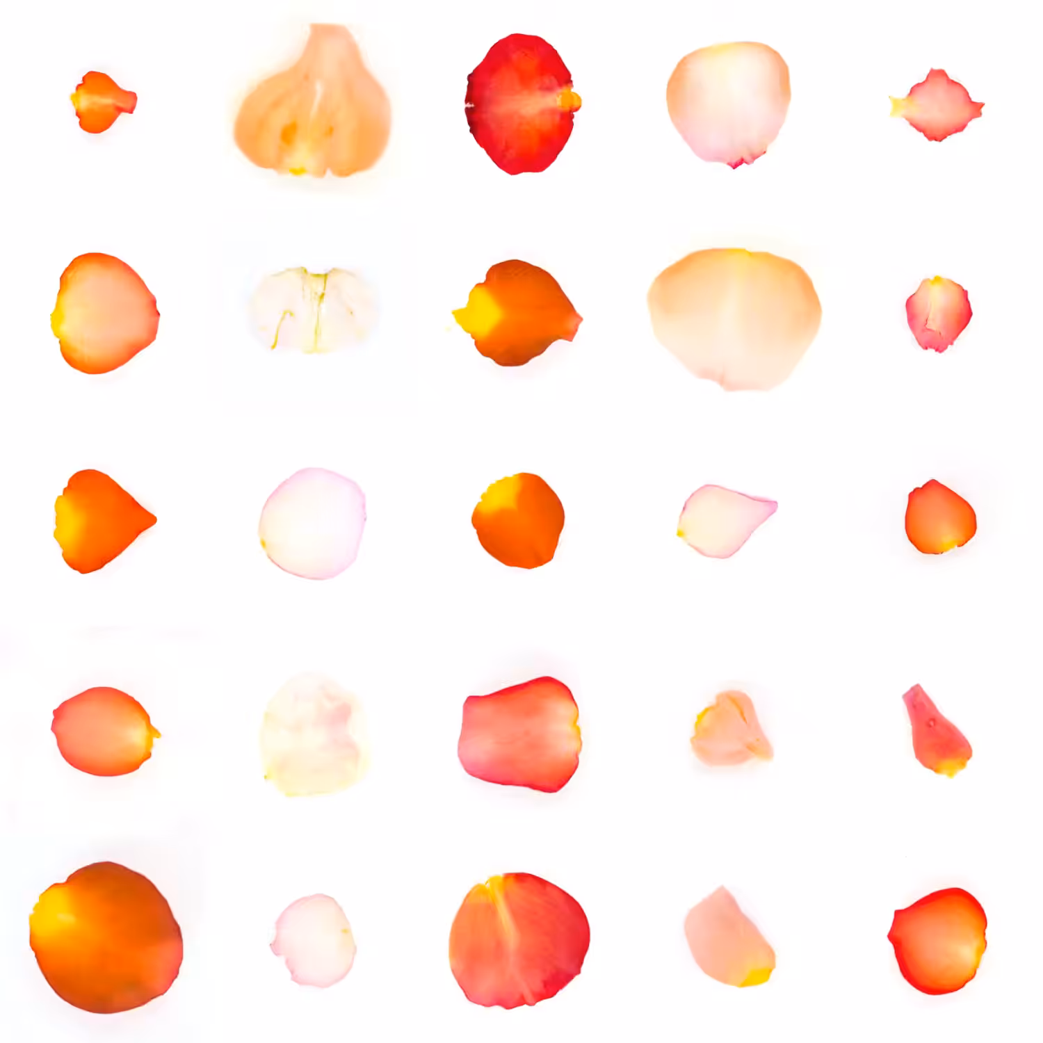 Infinite Petals 5x5#20533