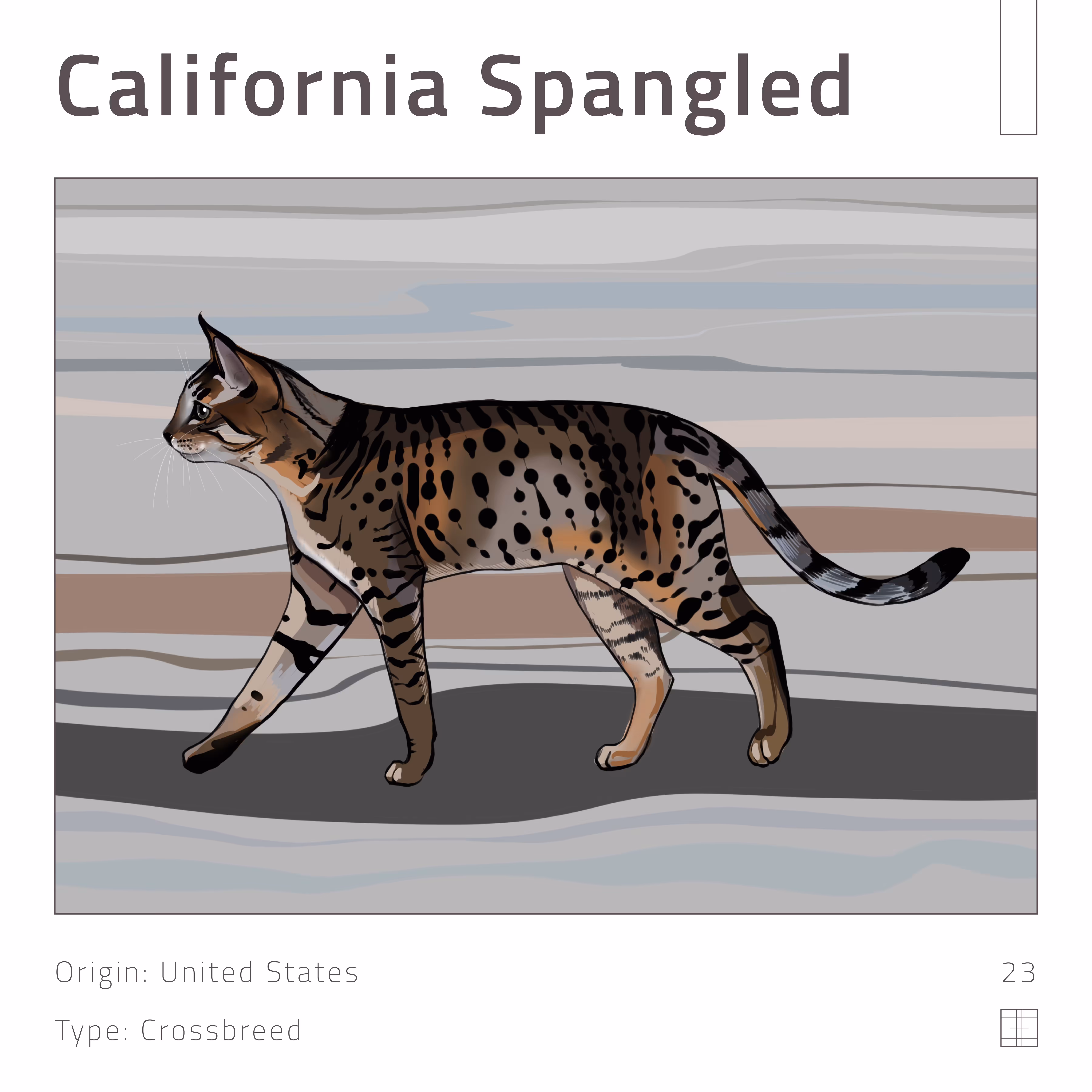 23 – California Spangled cat