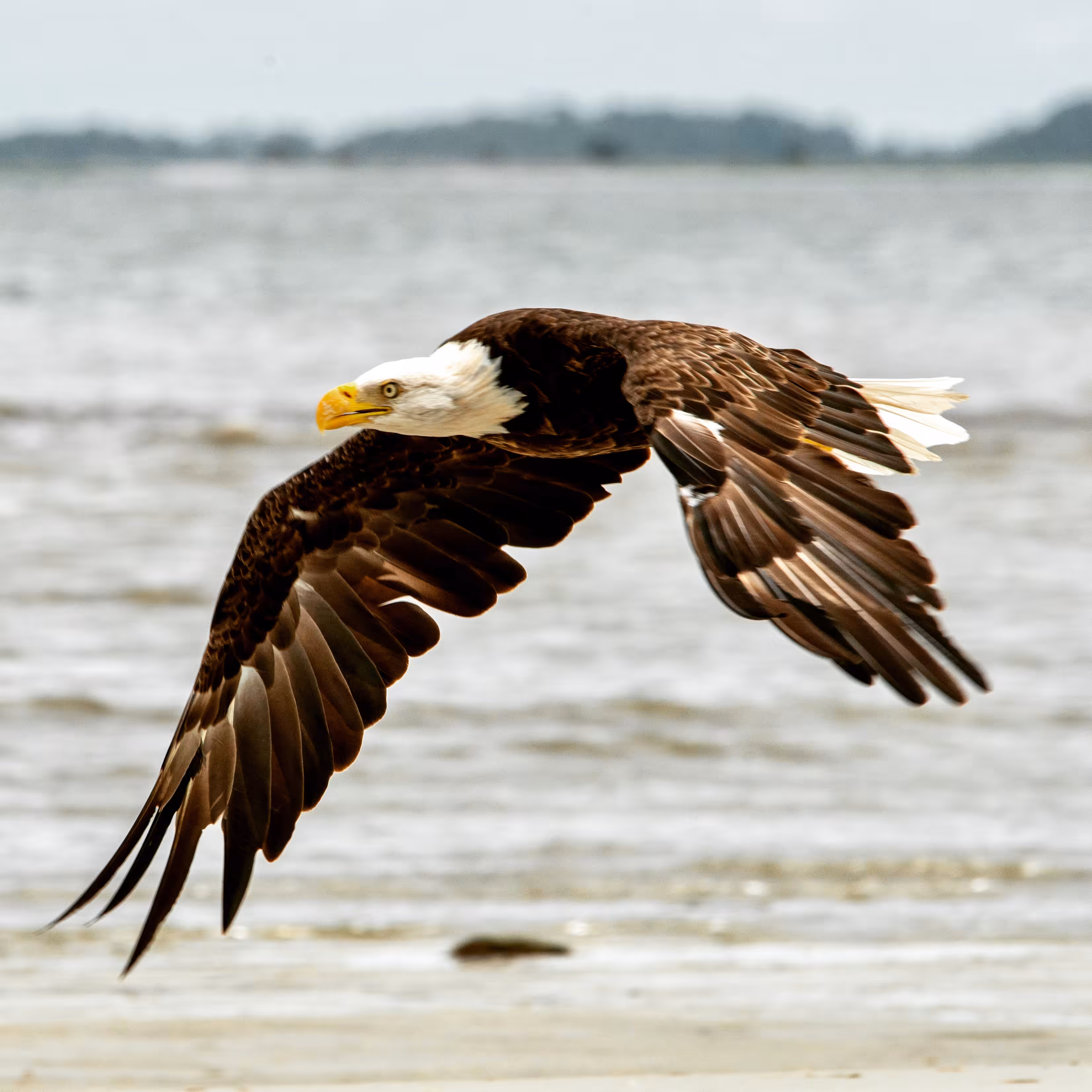 Majestic Bald Eagle