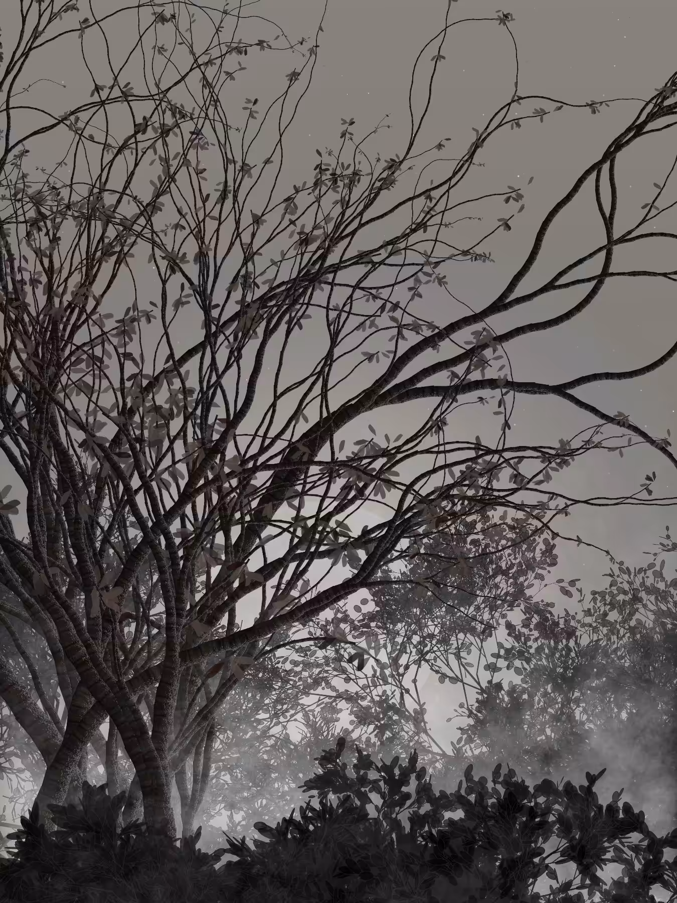 Morning Mist #199