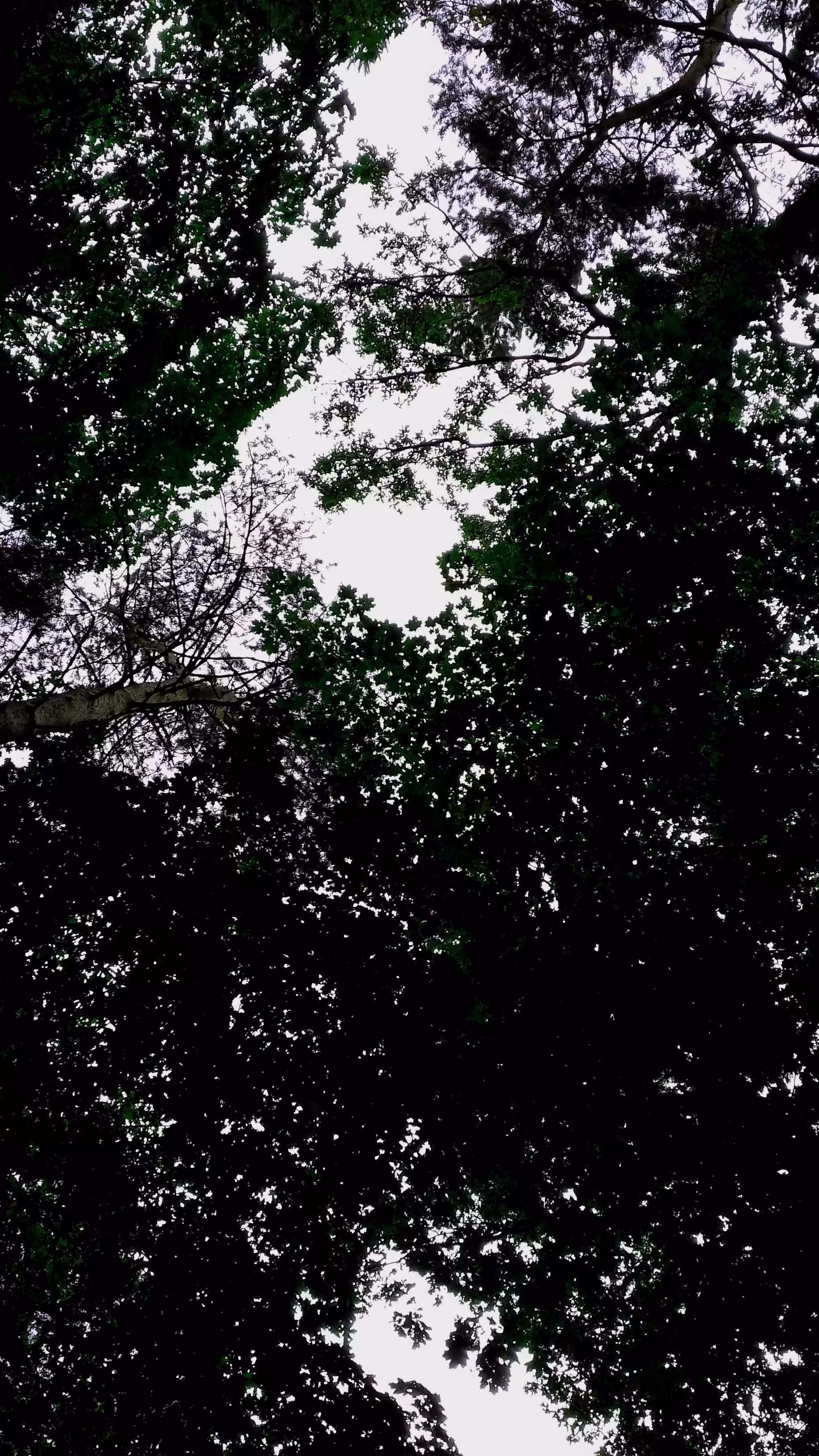 The Roof