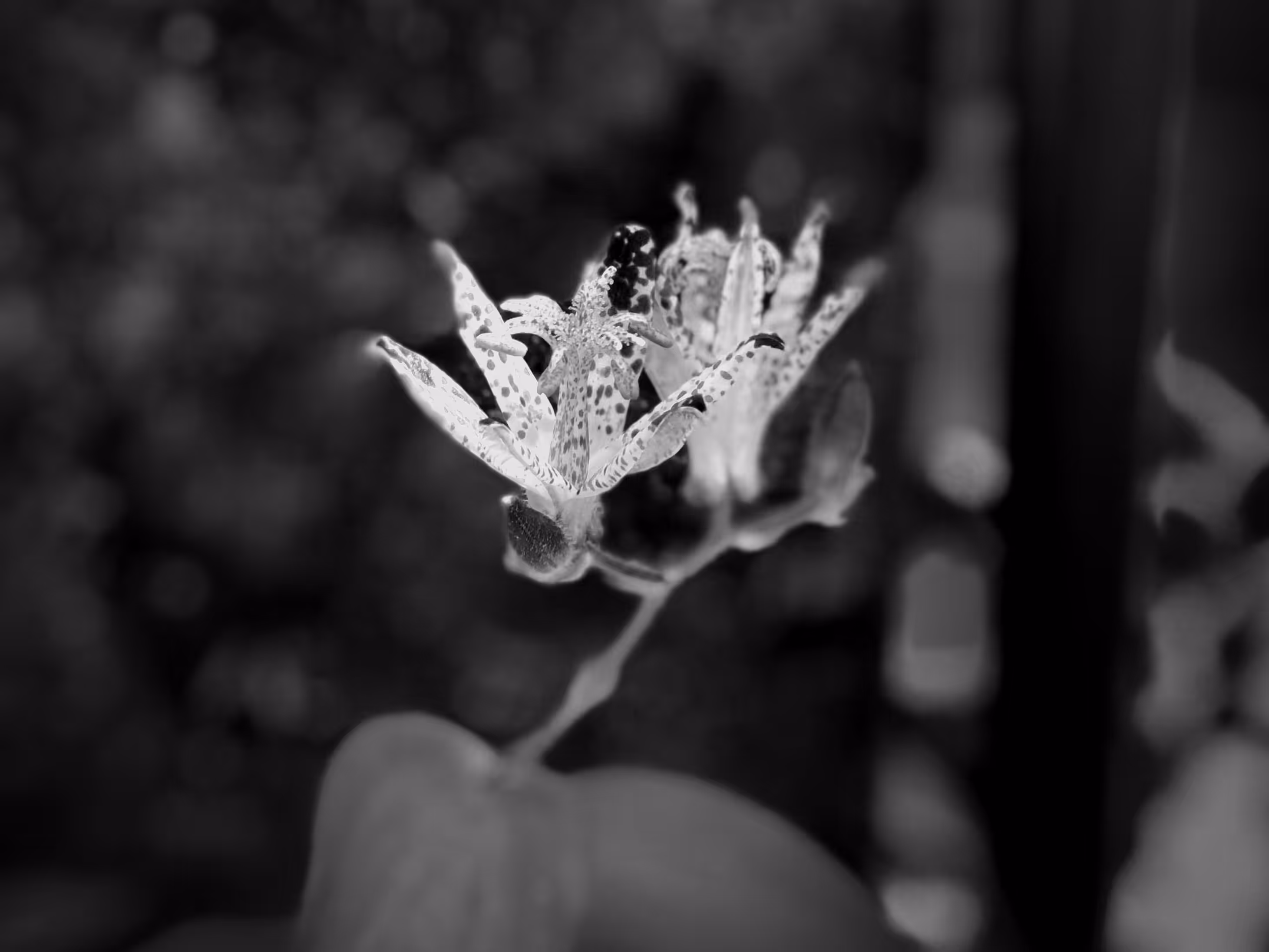 nature(mido) #9