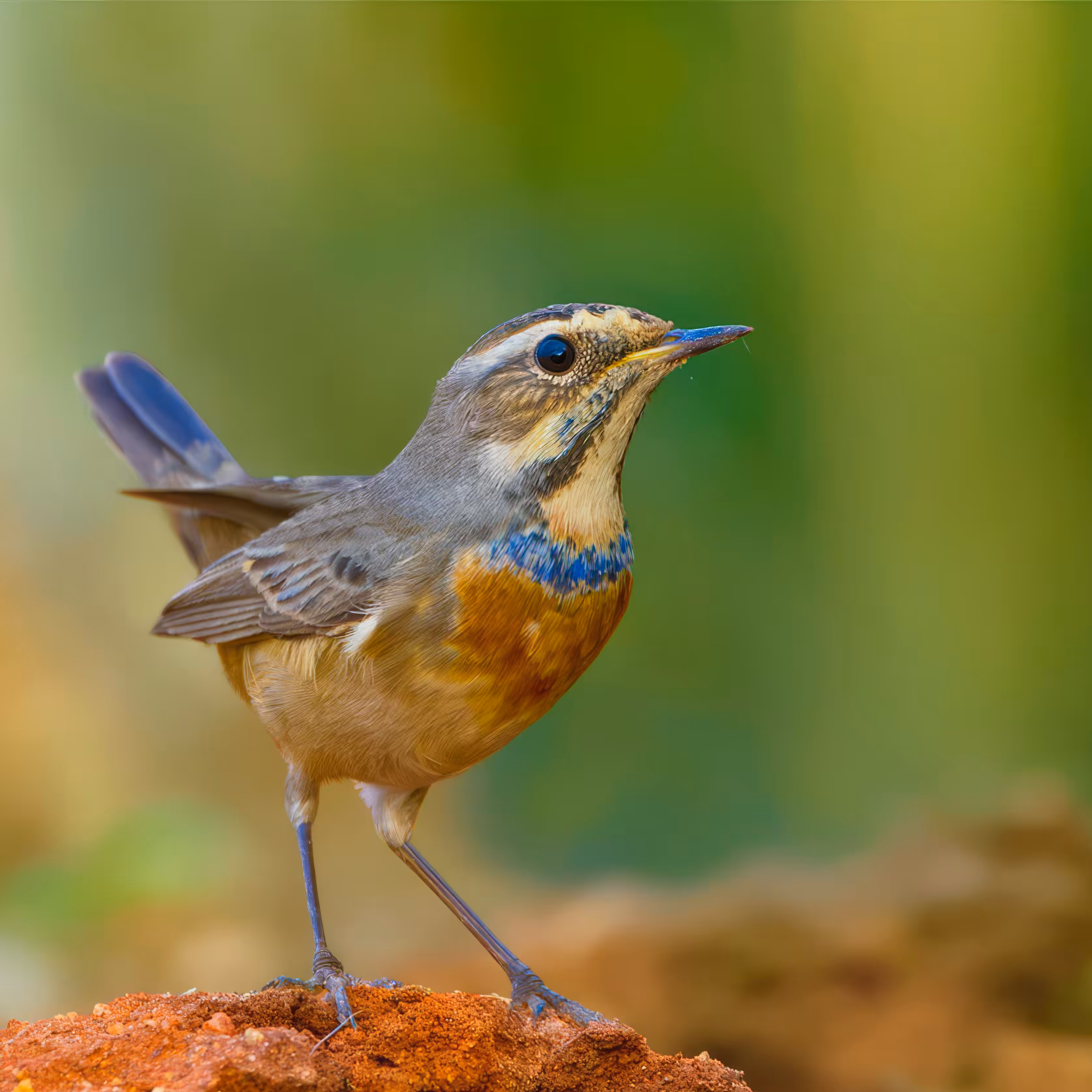 Siberian Bluethroat 