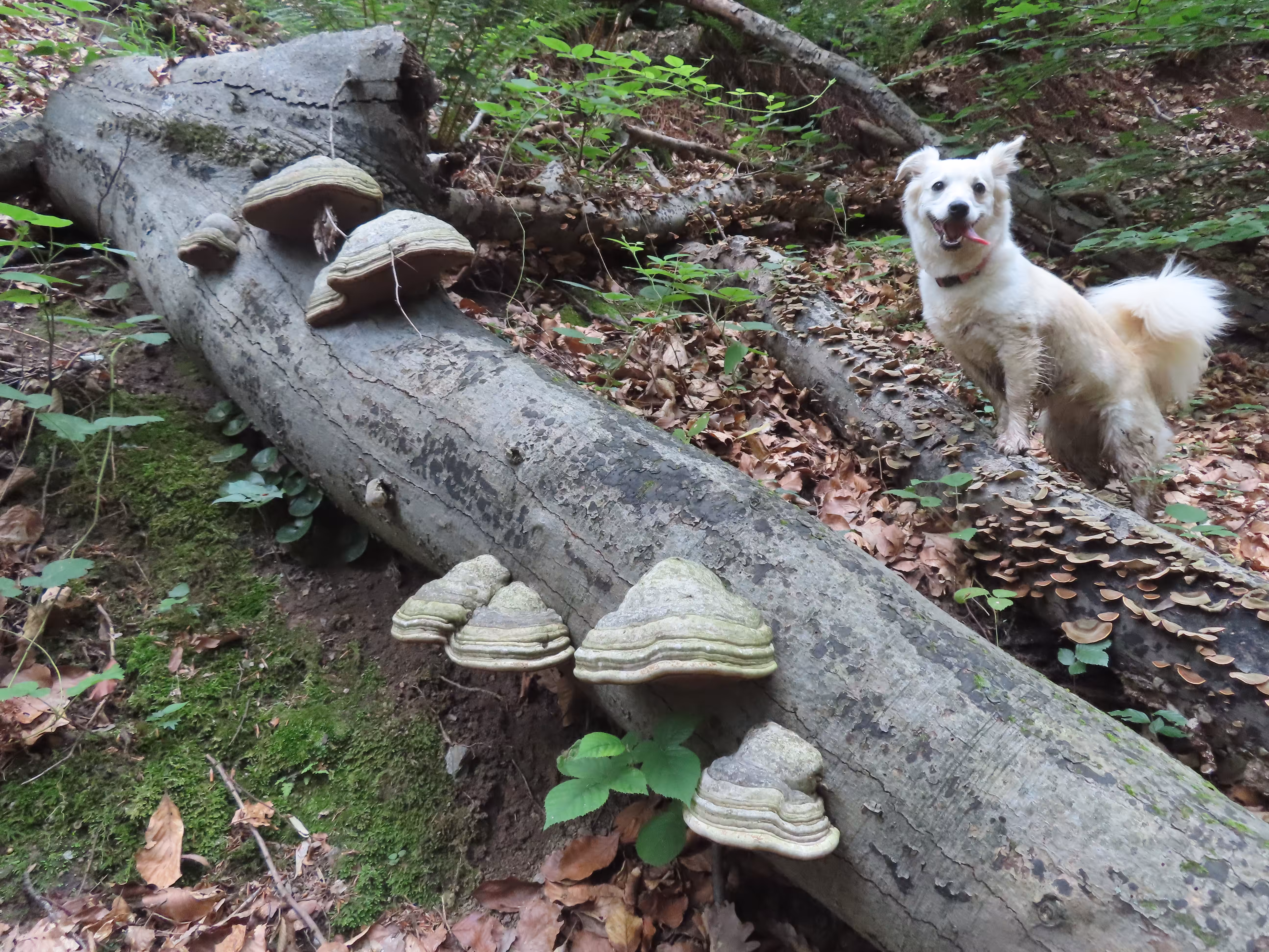Simba in Mushroom Heaven