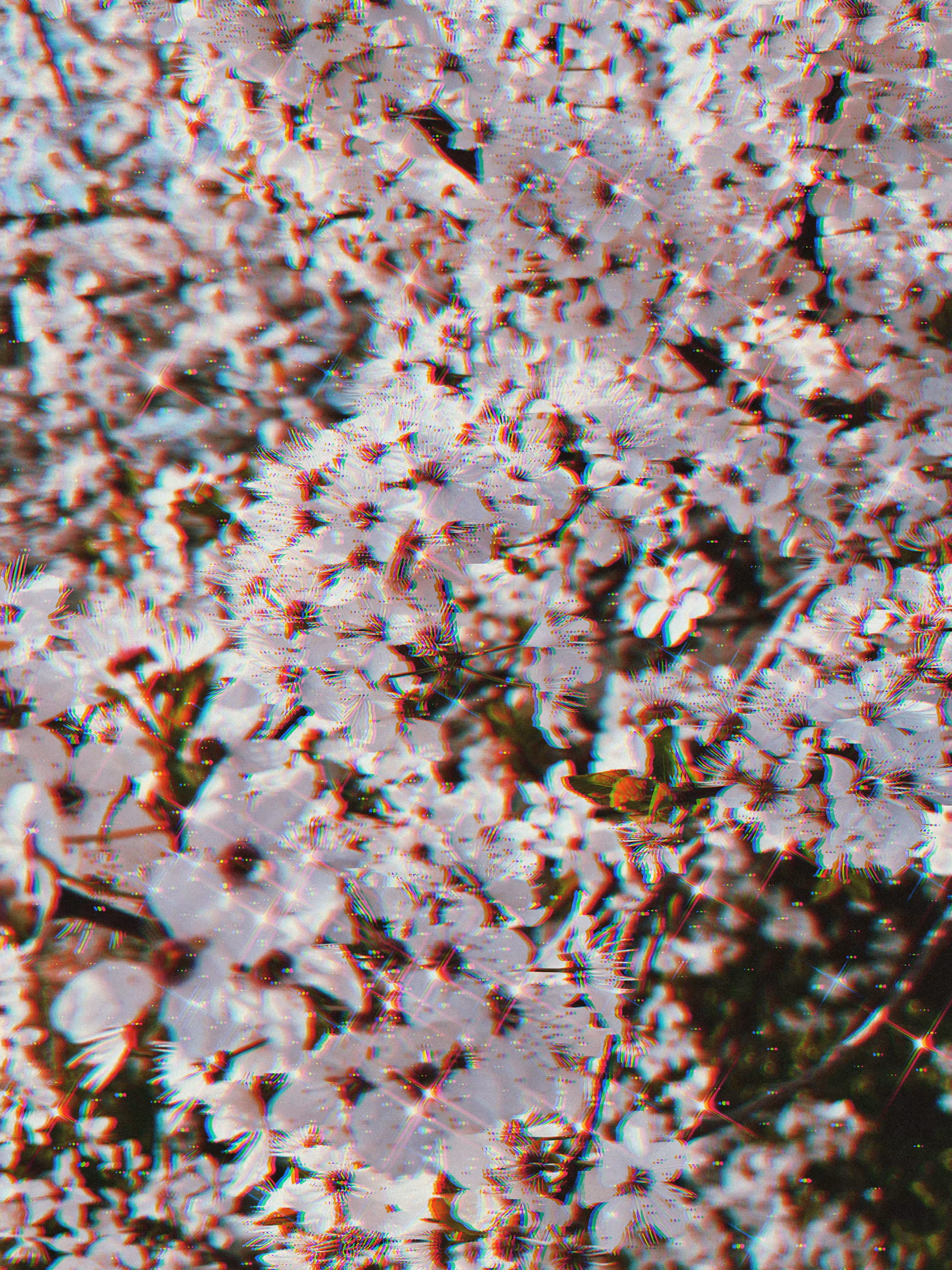 Apple Tree