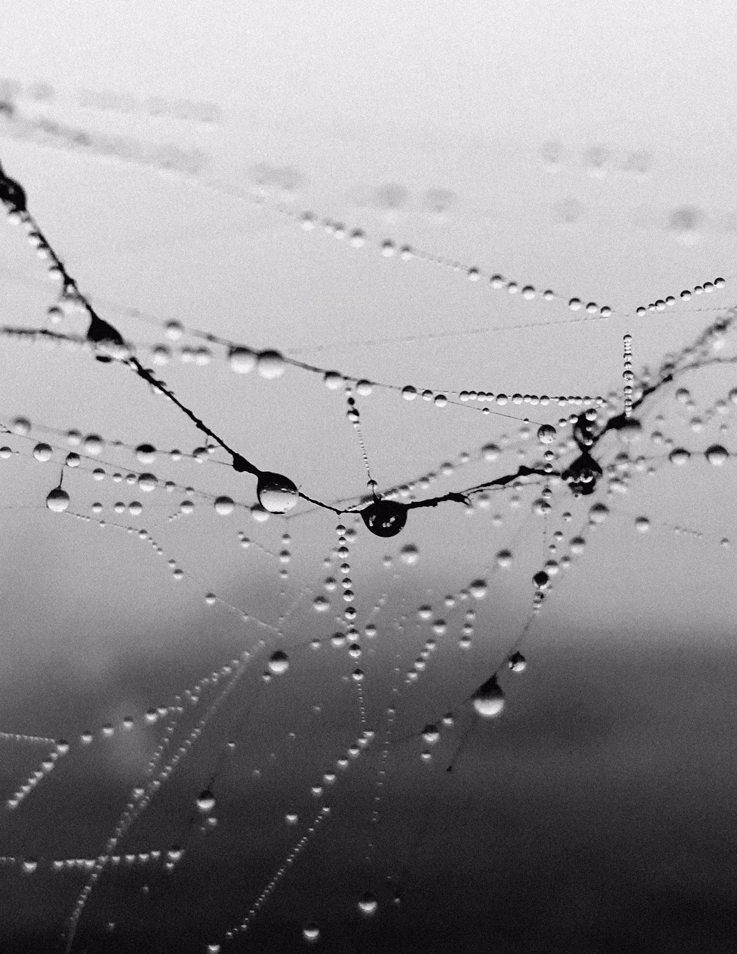 Indra's Net