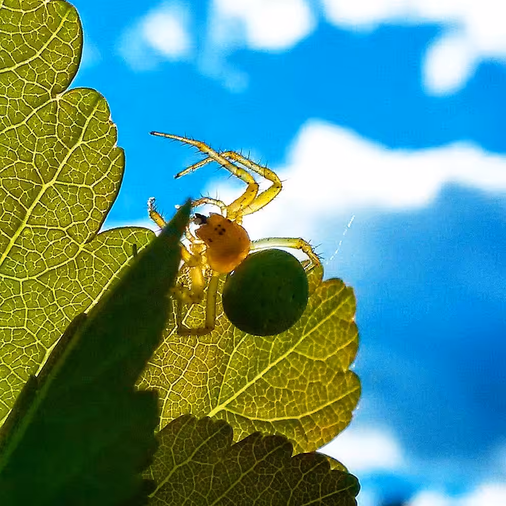INSECT HUNTING: HUNT #007