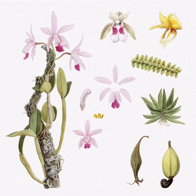 Botanical Illustration - Orchids 1 #96