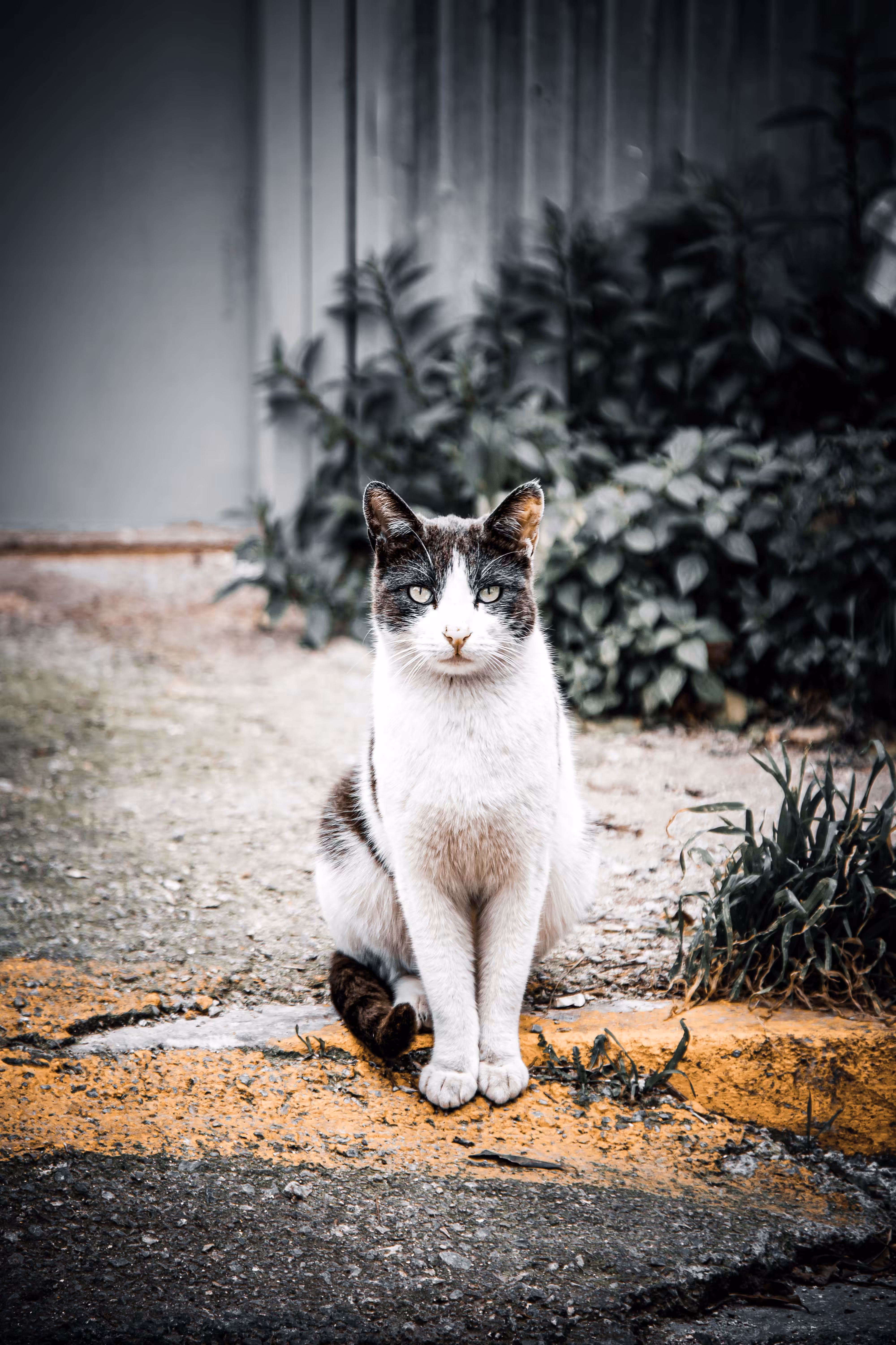 LoneCat #23 Yara