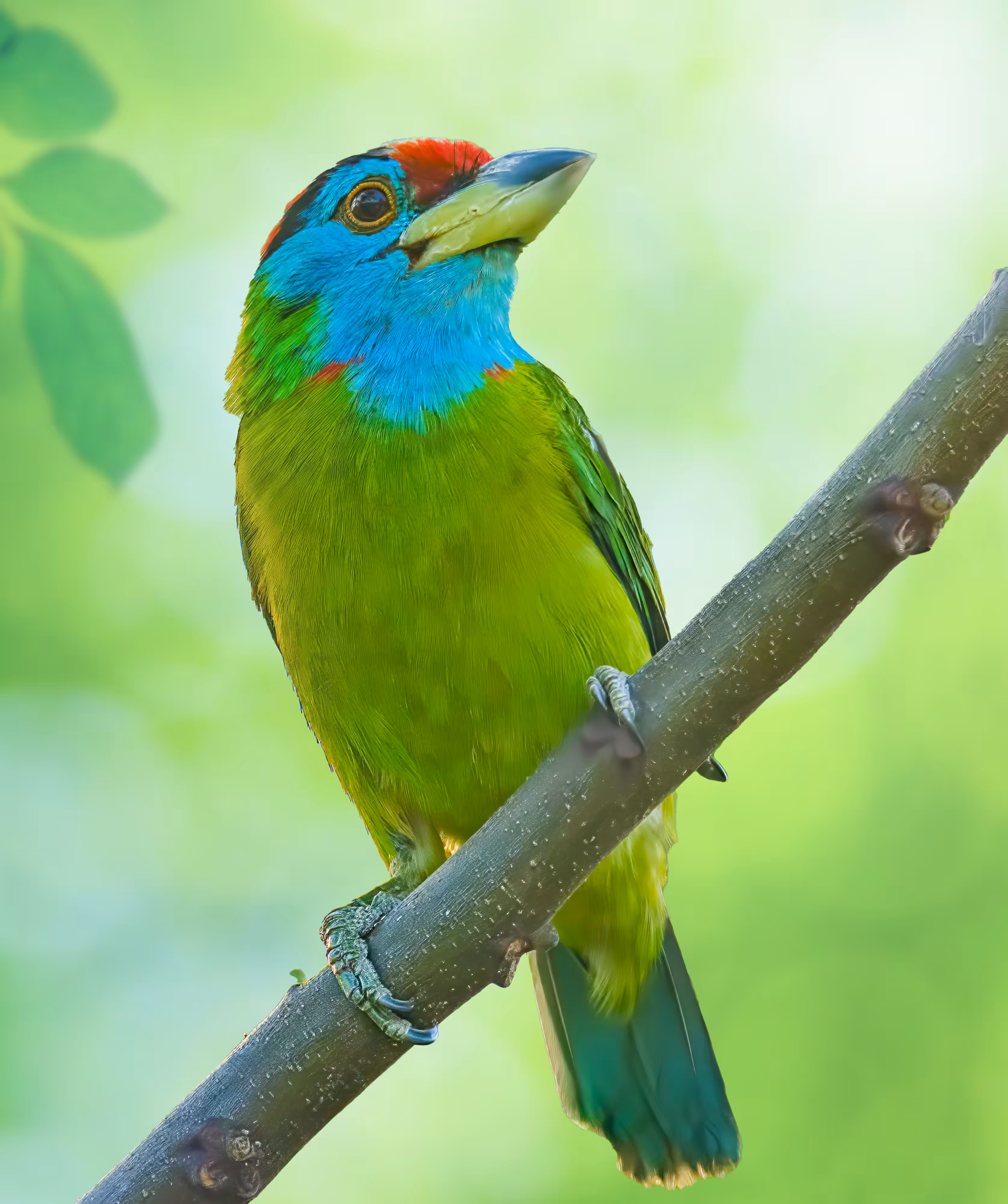 Blue Throated Barbet 