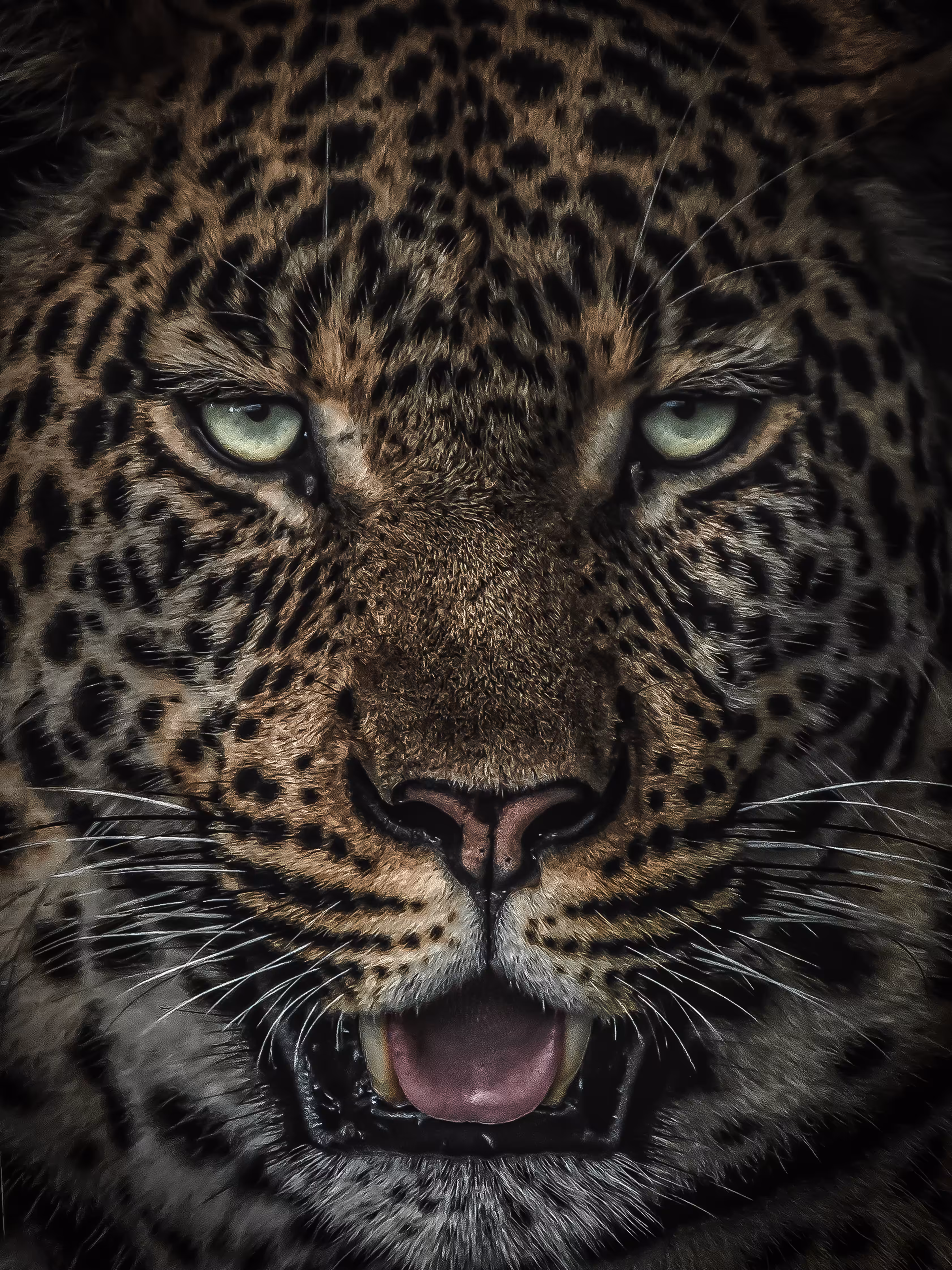 Leopard Portrait