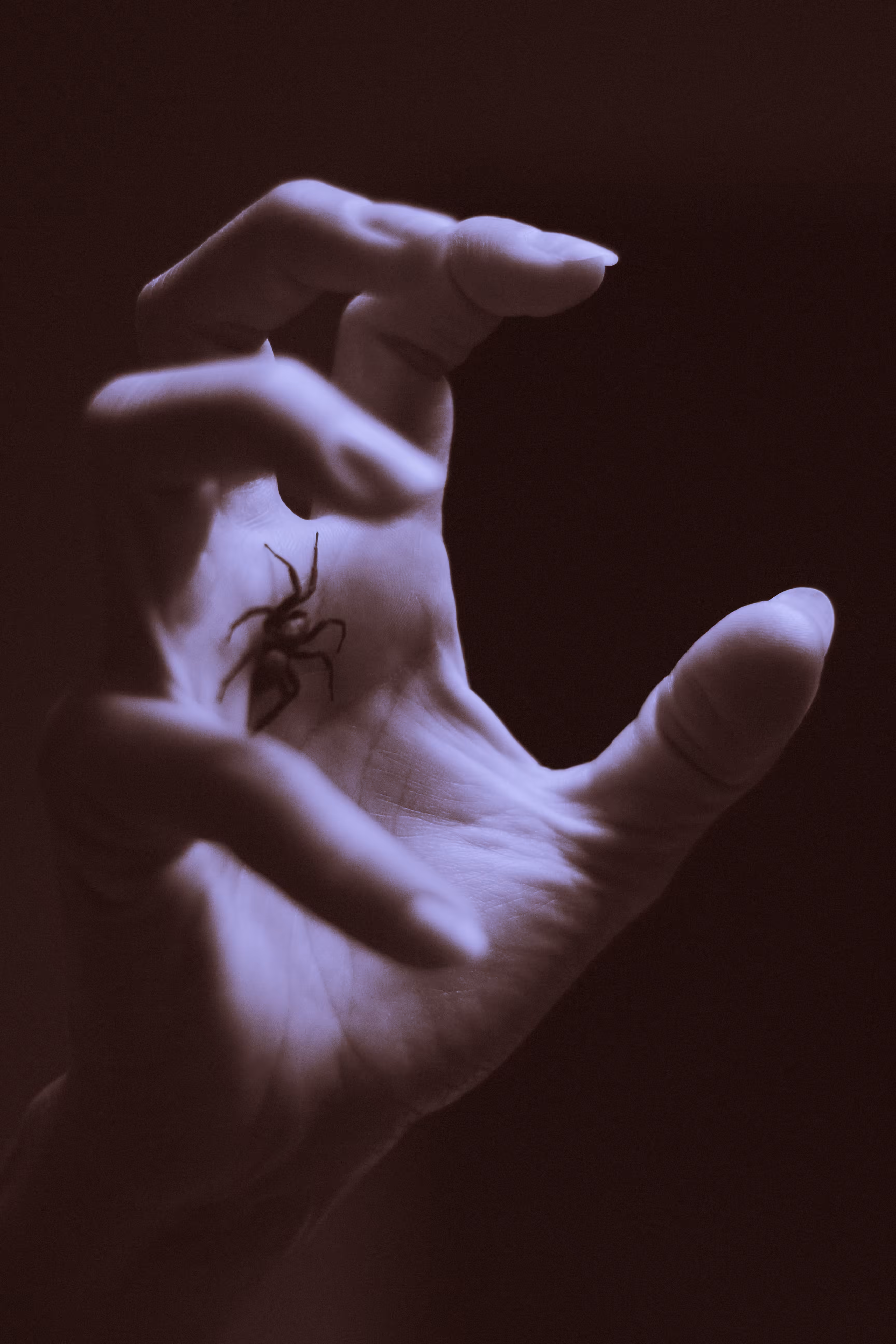 Araña