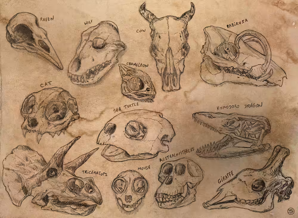 Skulls