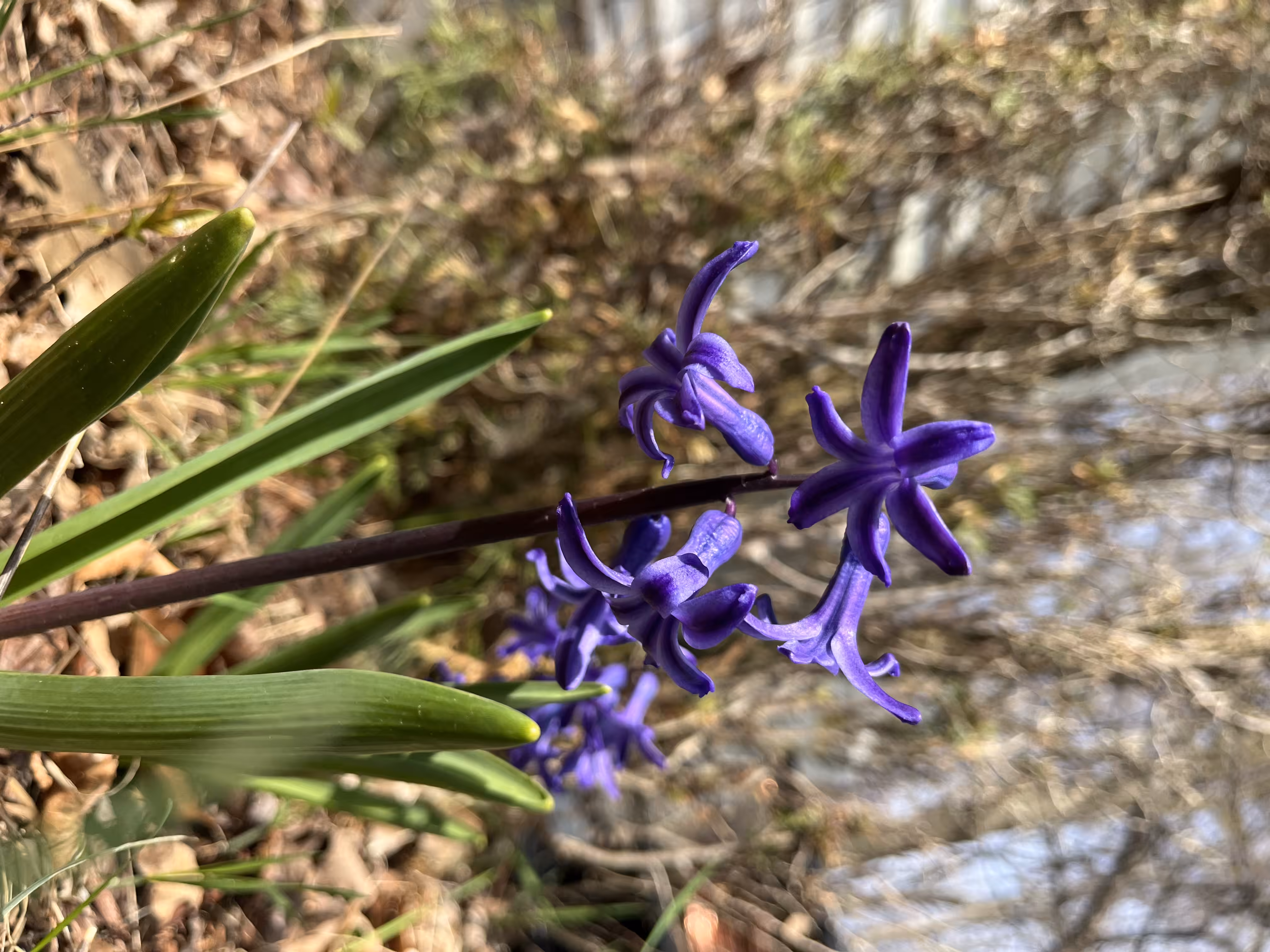 Garden Hyacinth