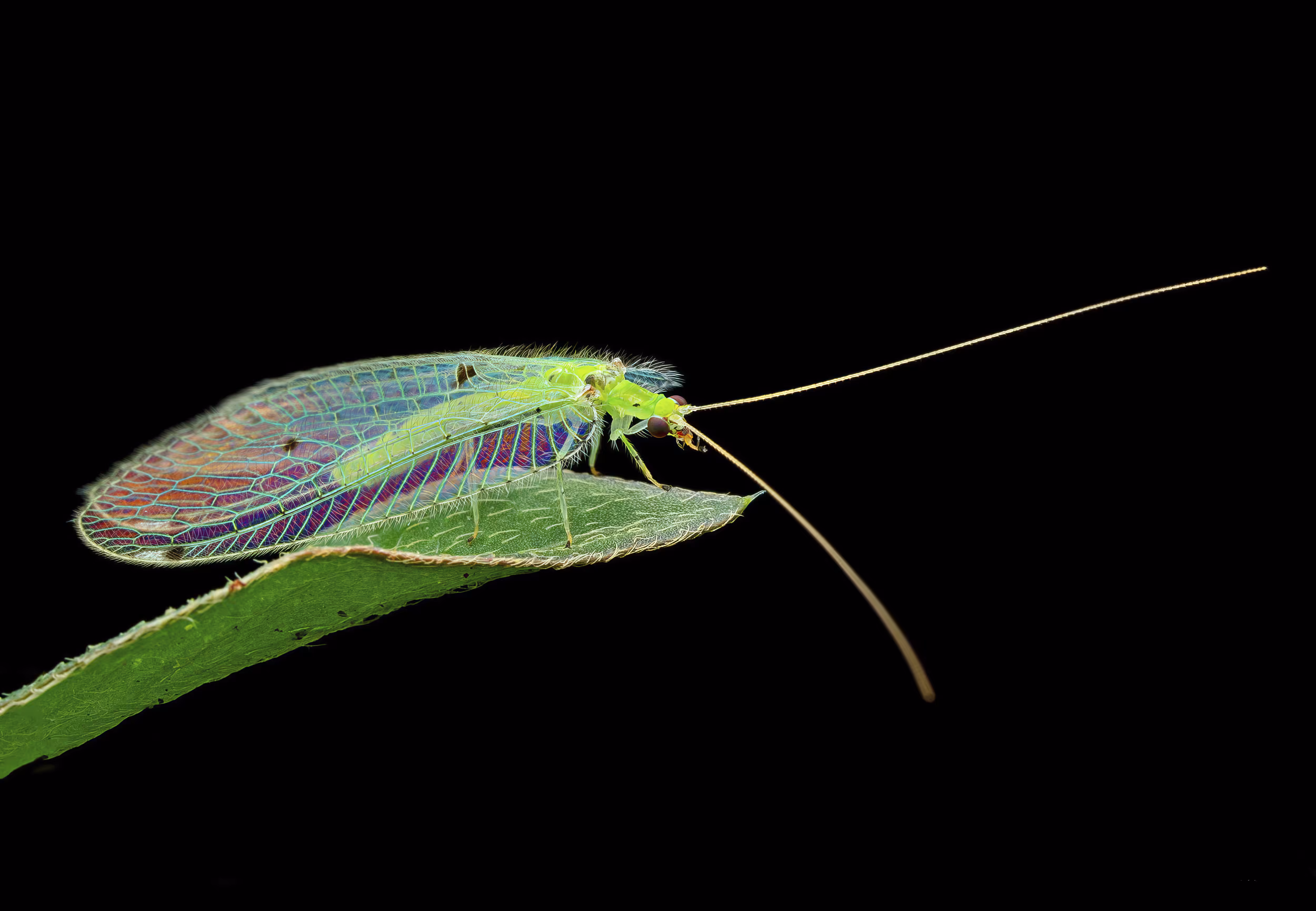 Mayfly 
