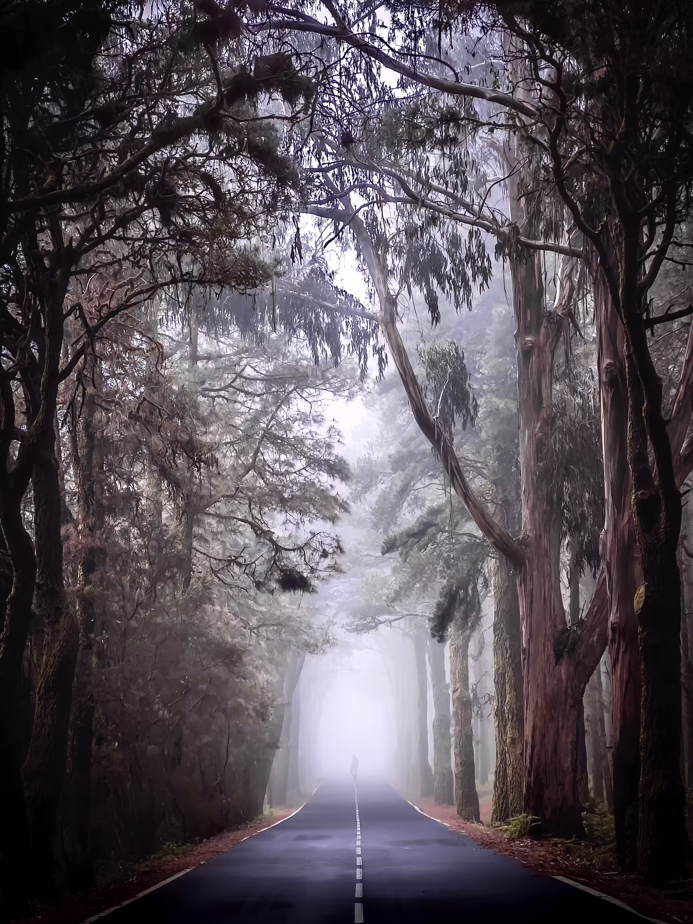 Captured by the forest