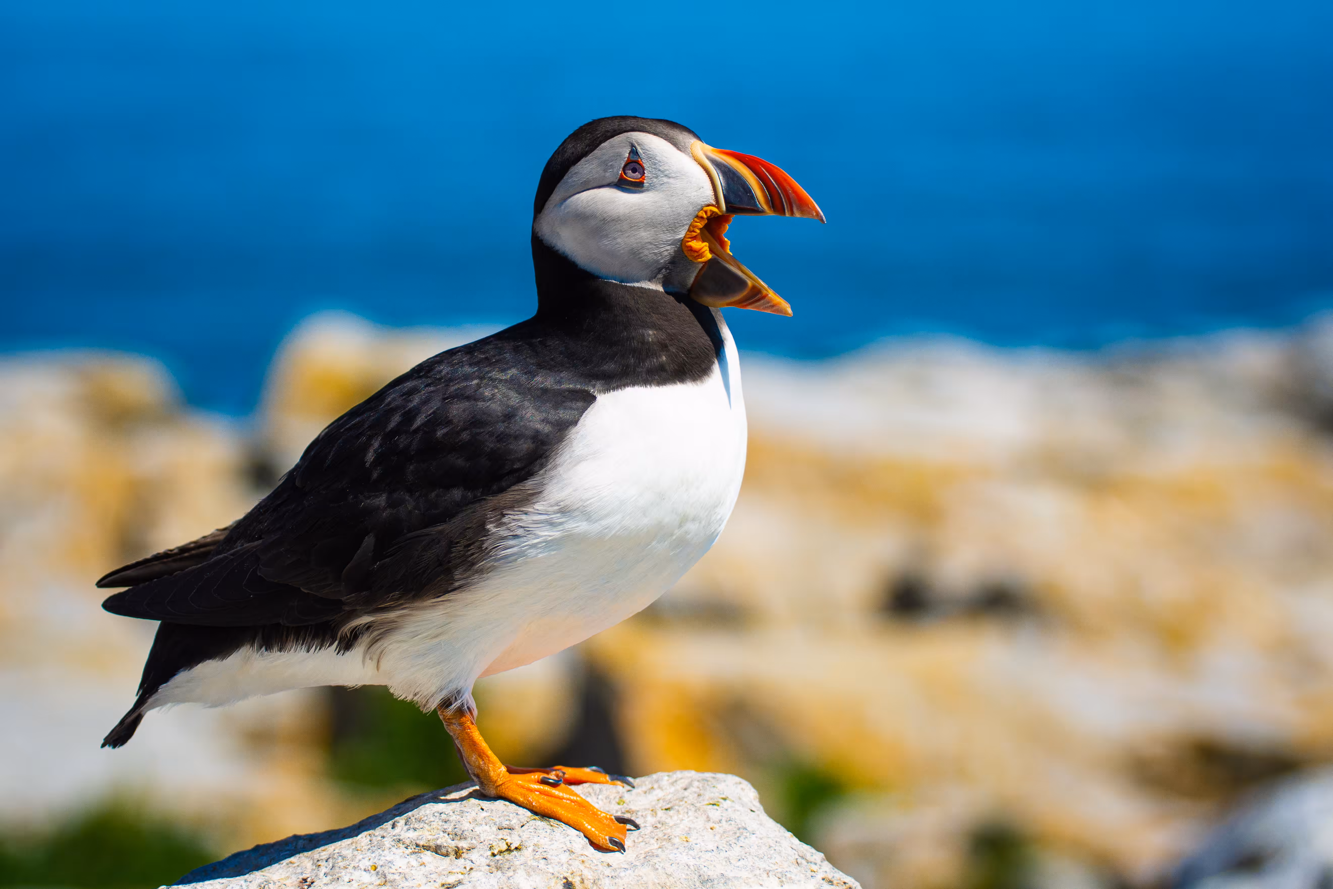 The Puffin Countess
