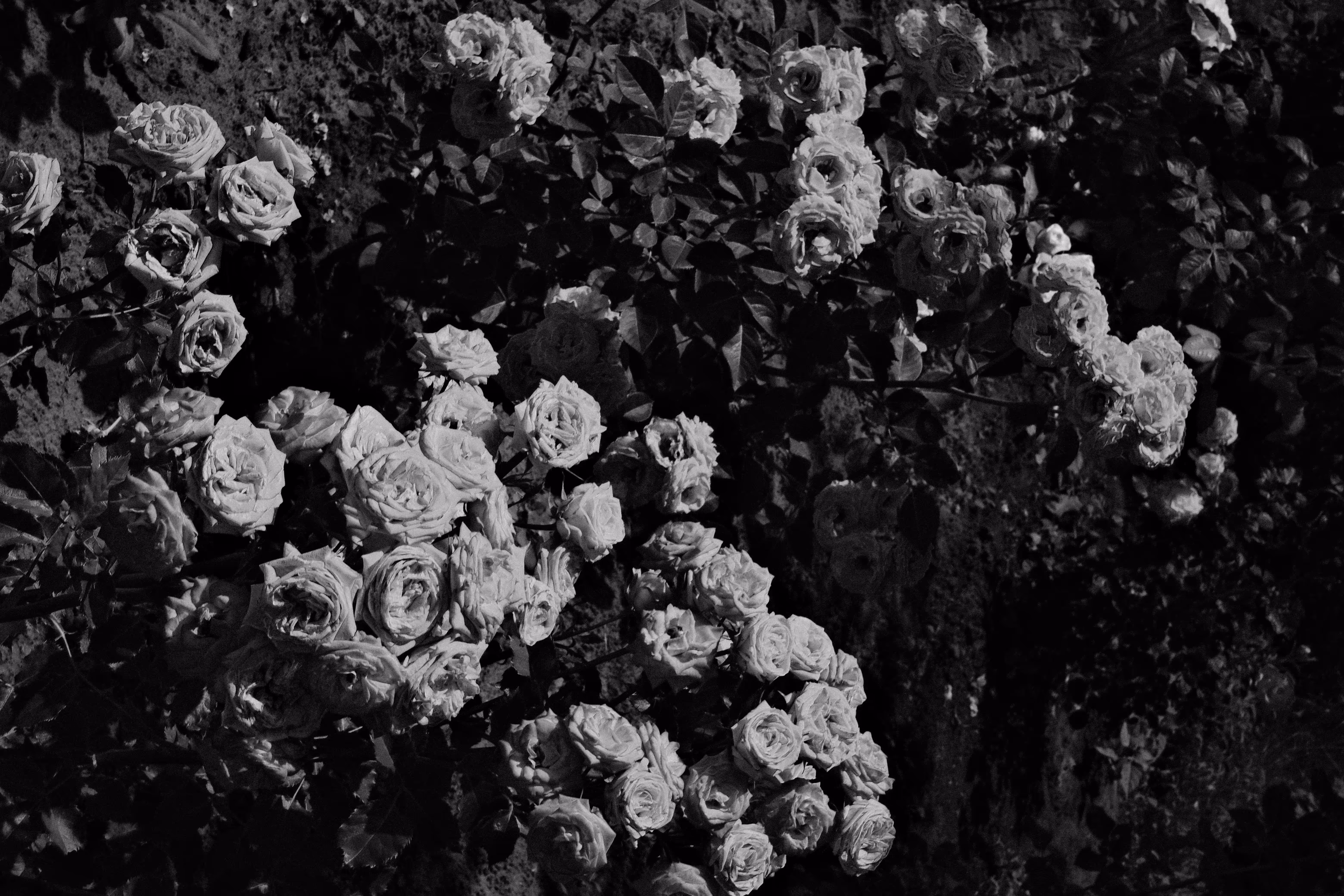 Roses