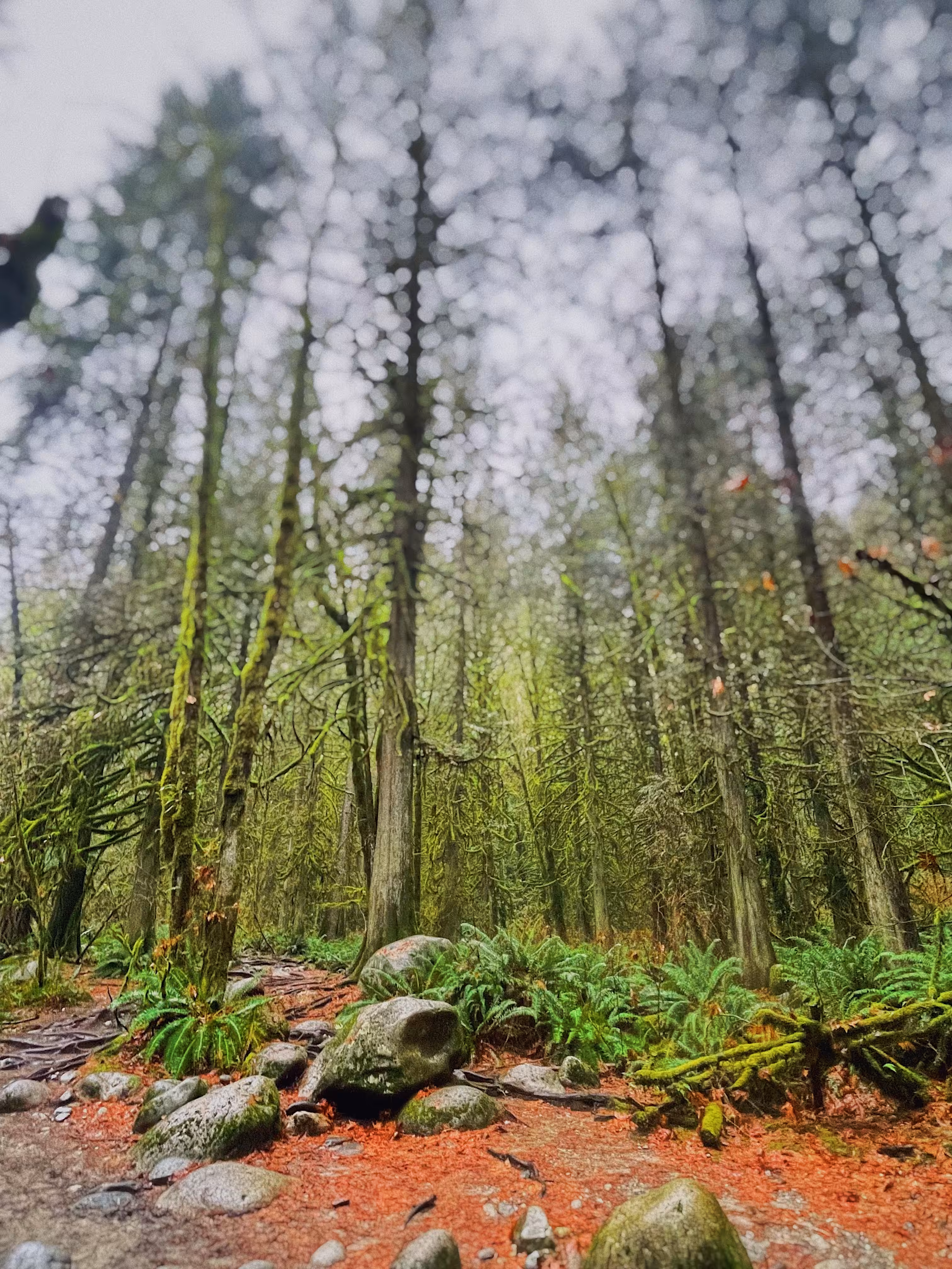 British Columbia Rainforest