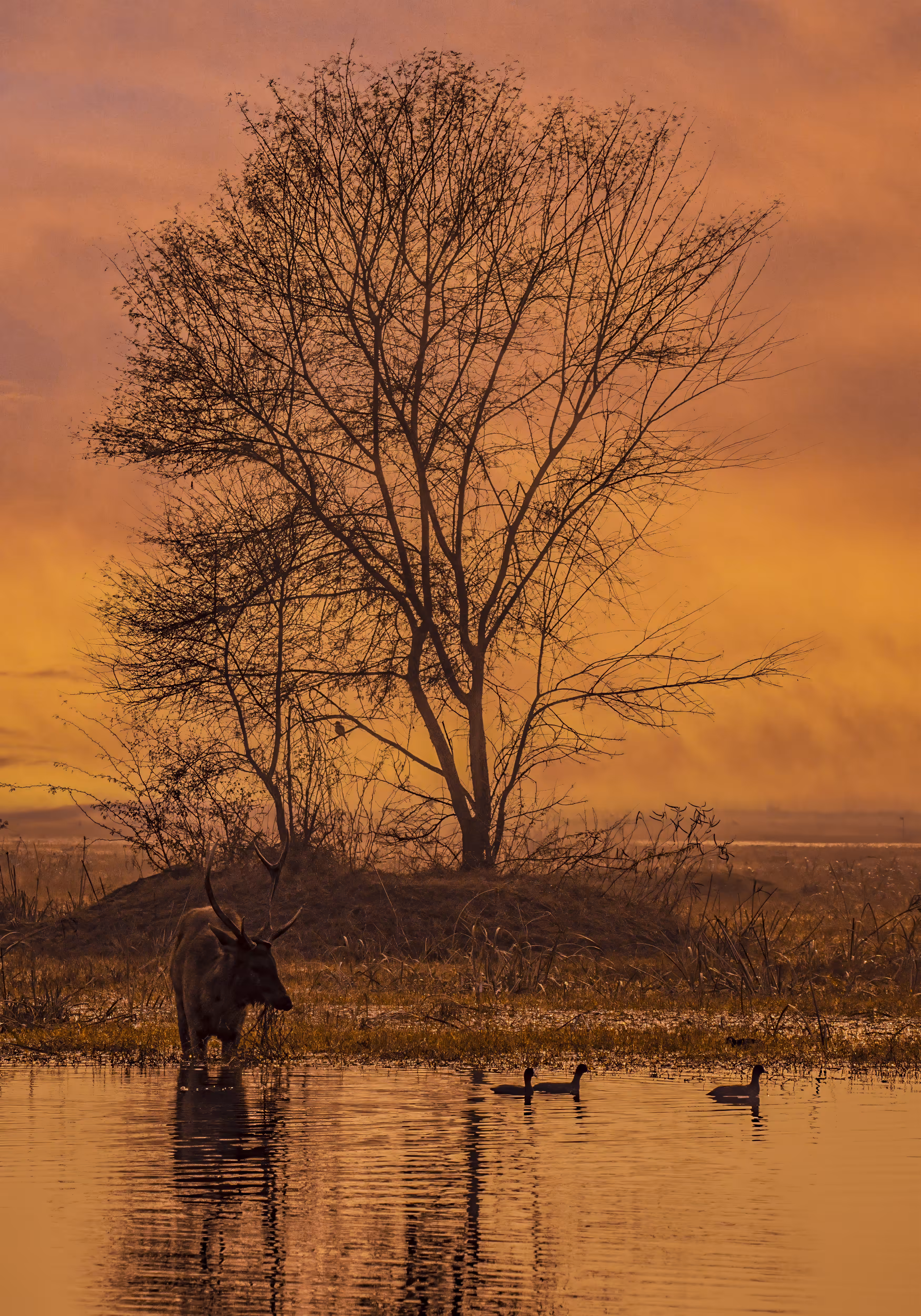 Bharatpur Sunset