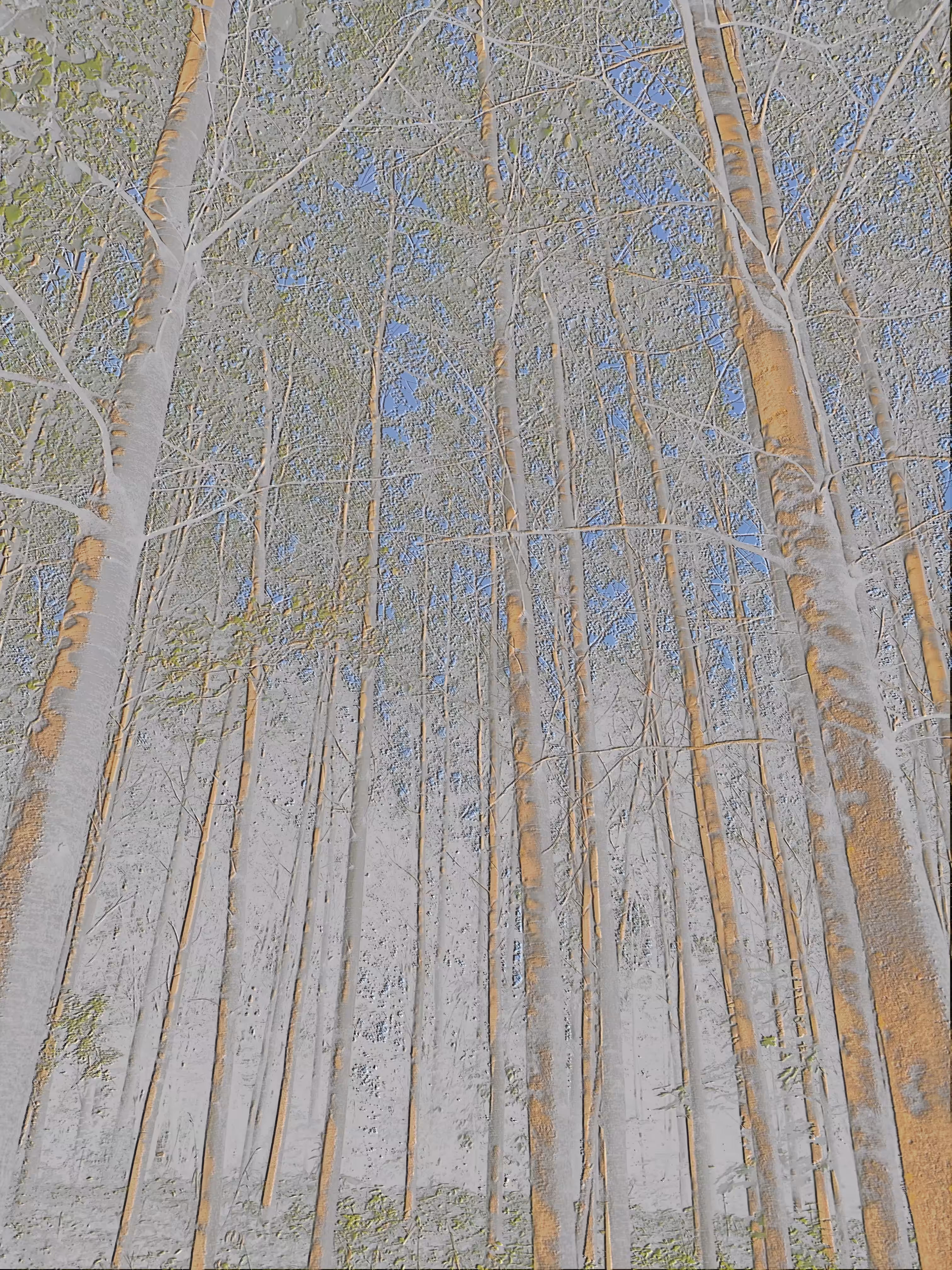 Golden Forest