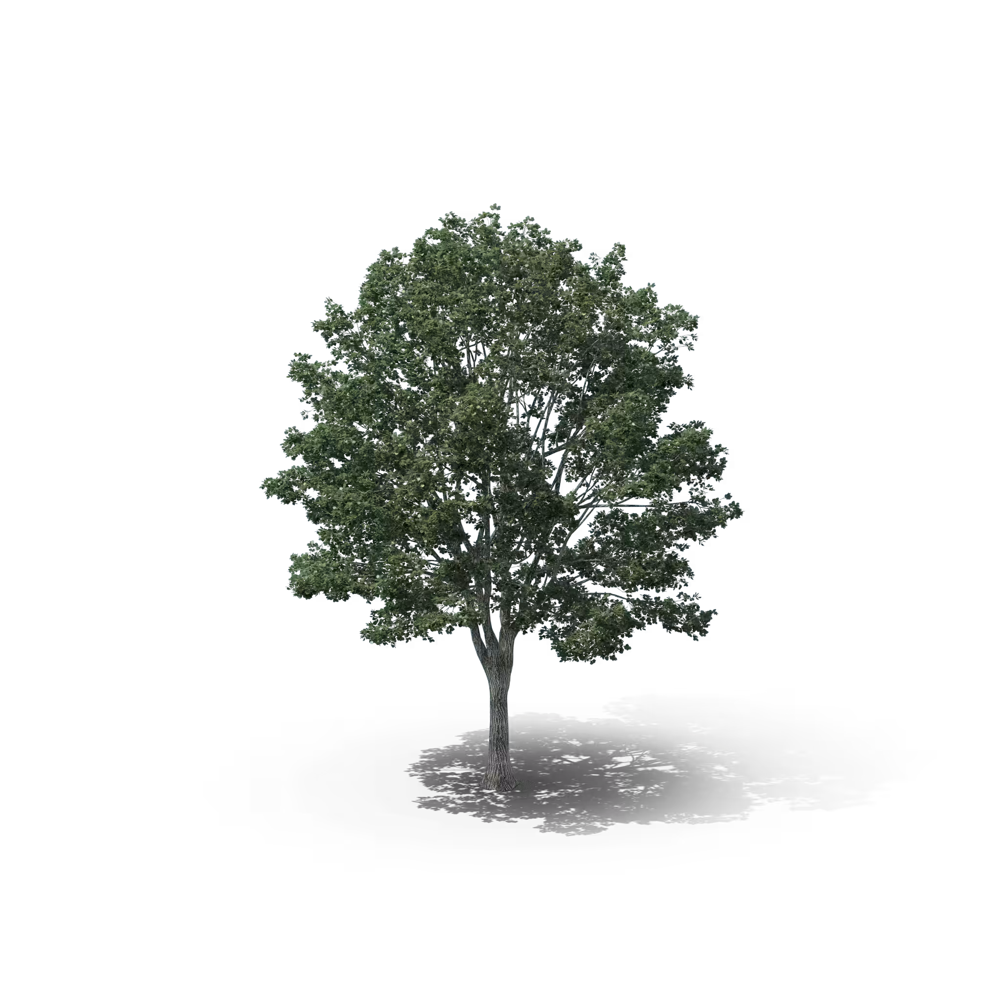 Your Tree I Basswood