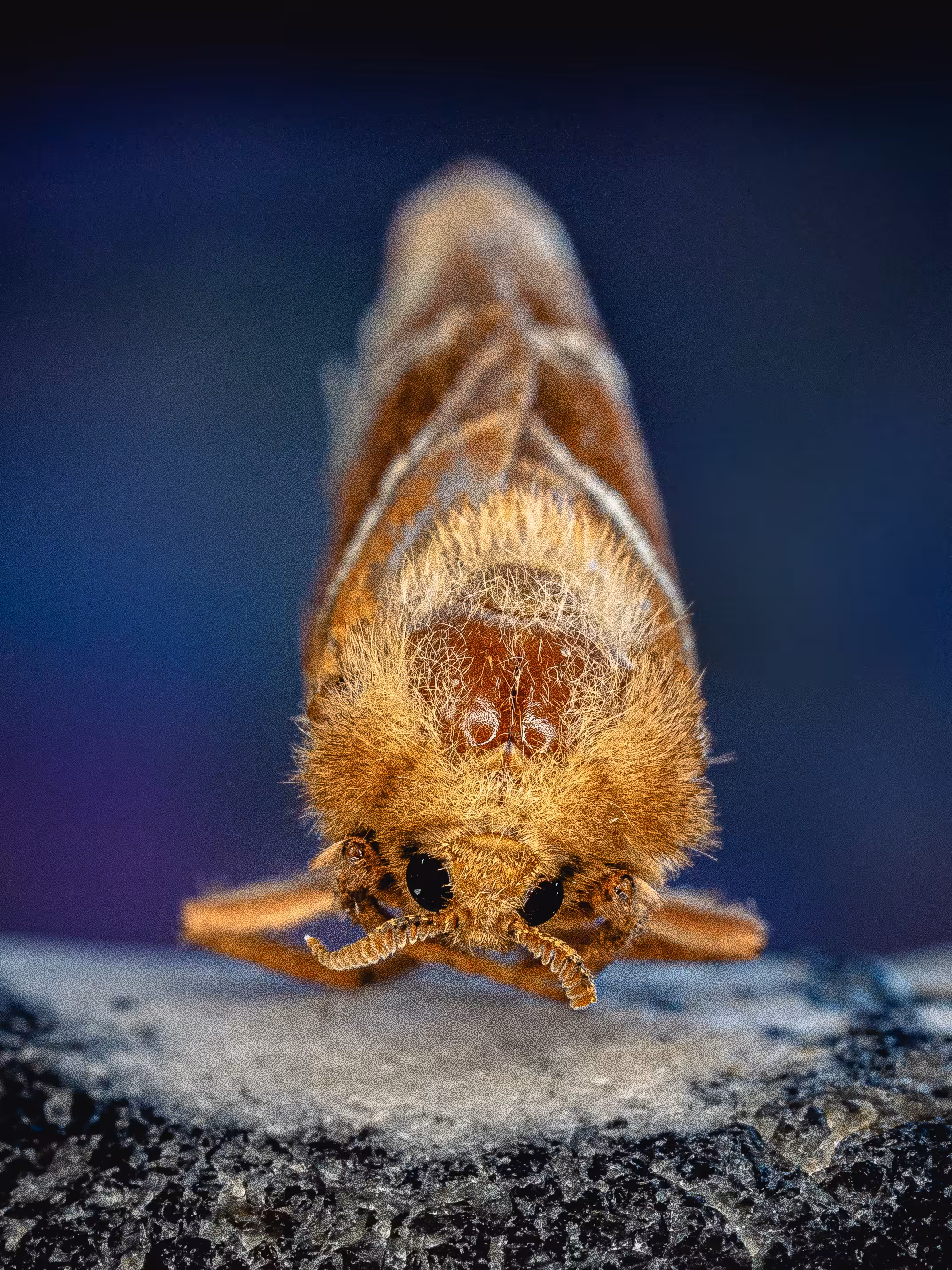 Moth #01